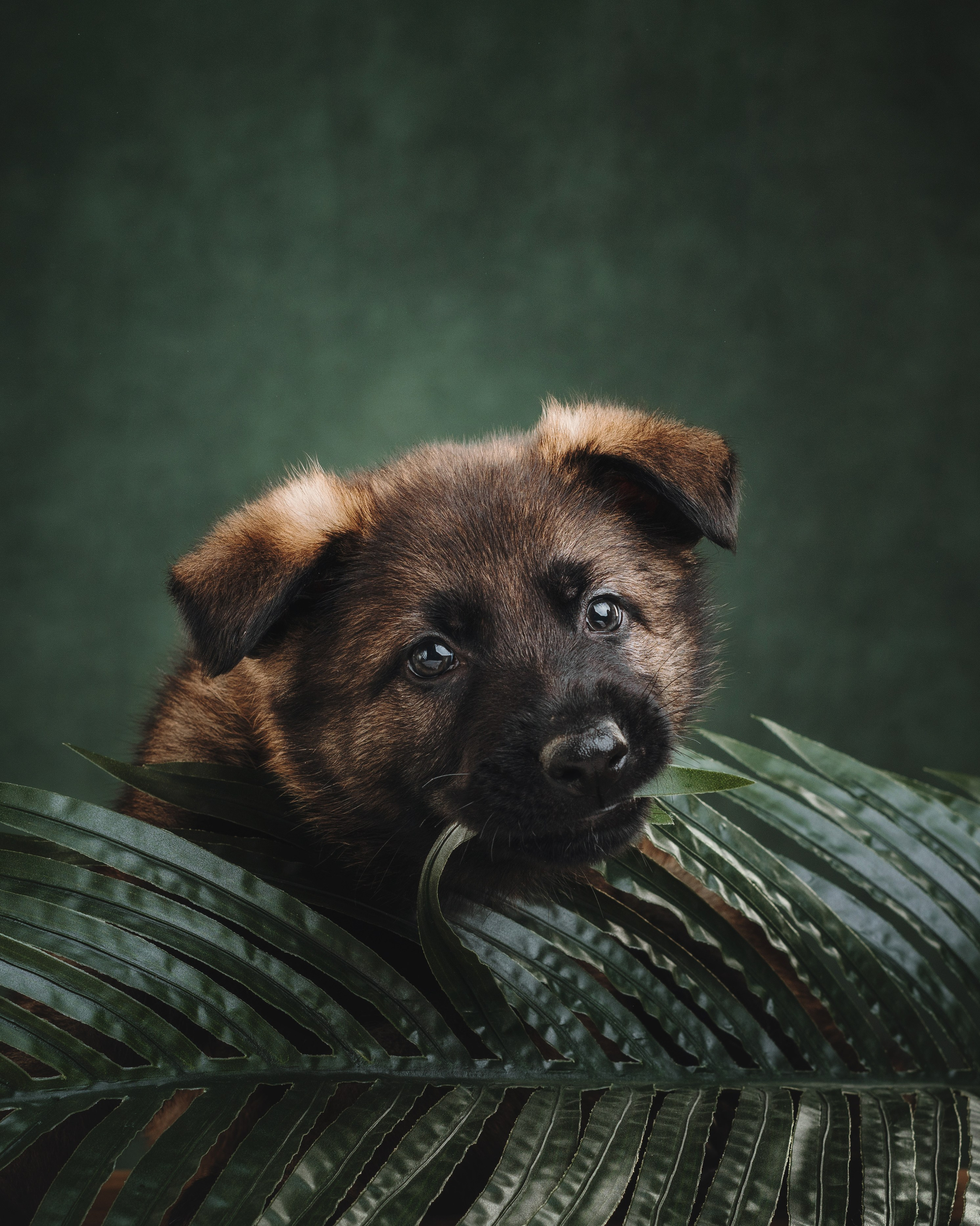 Немецкие овчарки. Фотограф анималист Осипчикова Мария