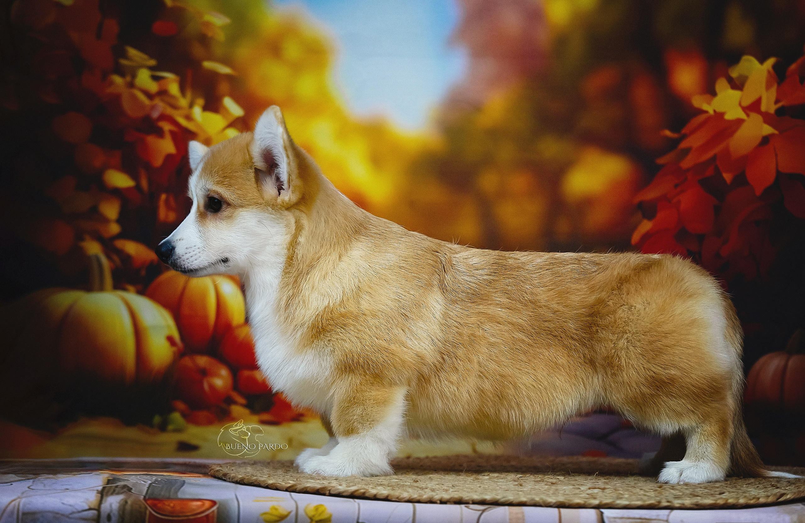 А — Кола и Цесей. Kawaii Kuma питомник собак пород Корги пемброк, Акита ину, Сиба