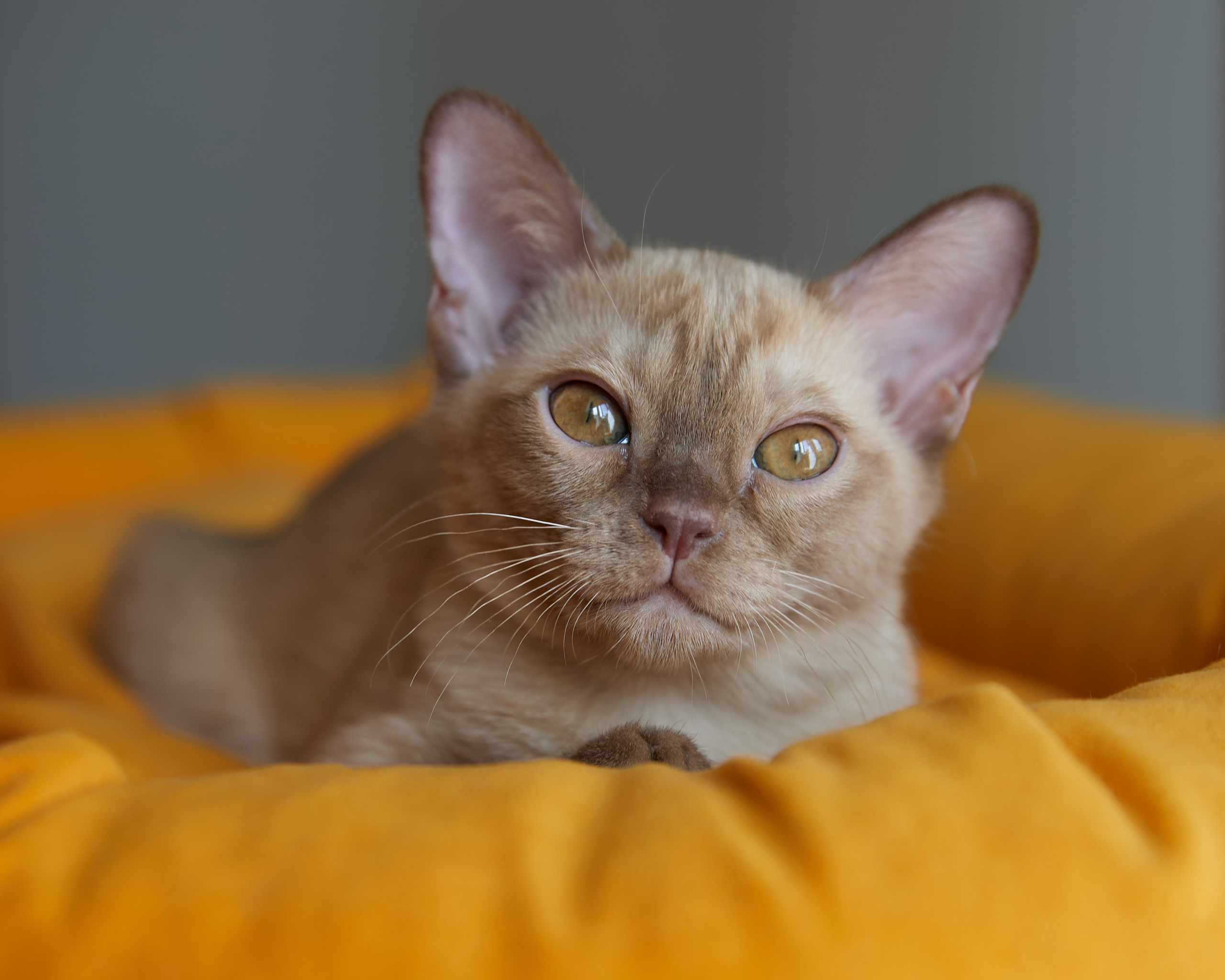 Afina (Магнитогорск). Питомник «Bouncy Life»