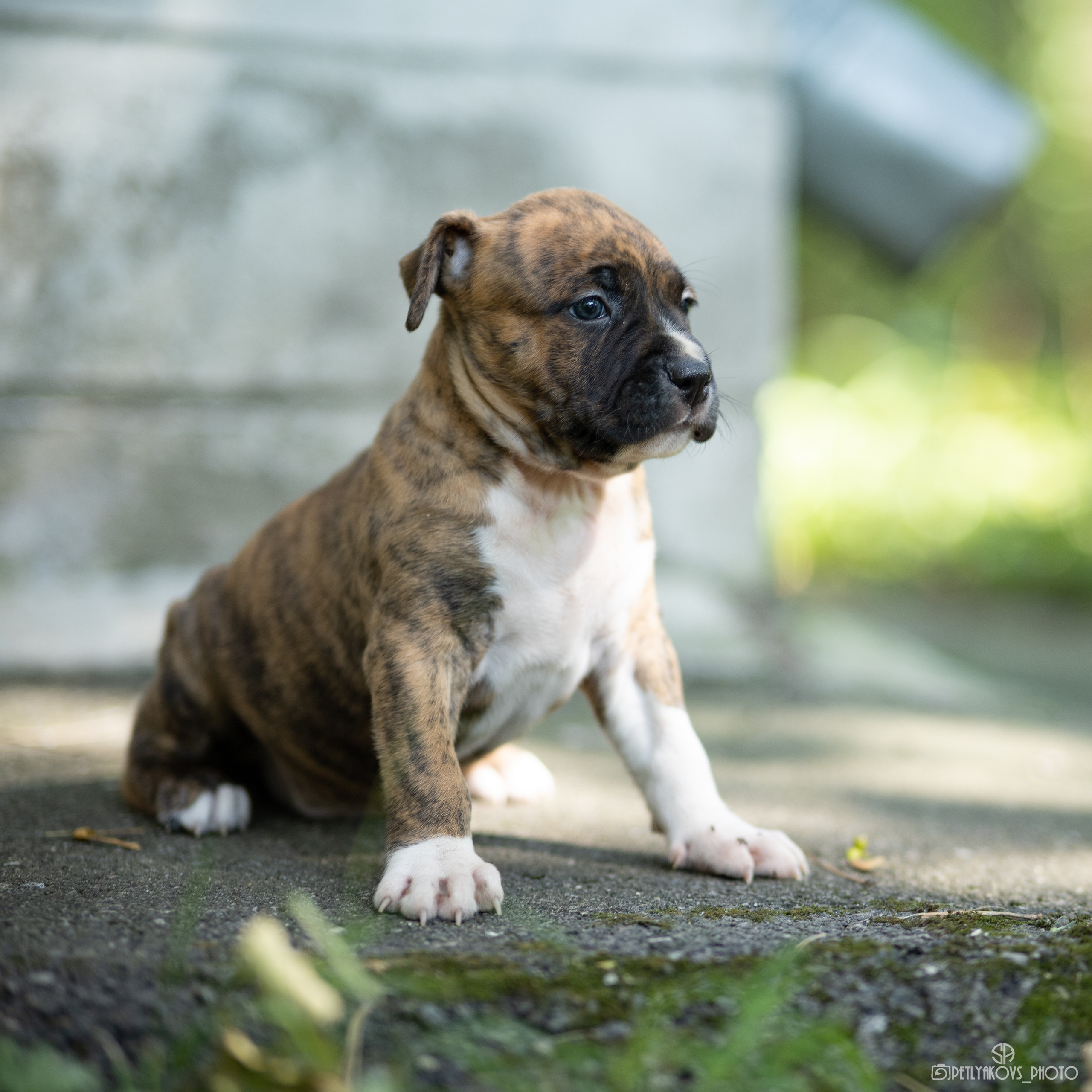 Фотосессия для собак