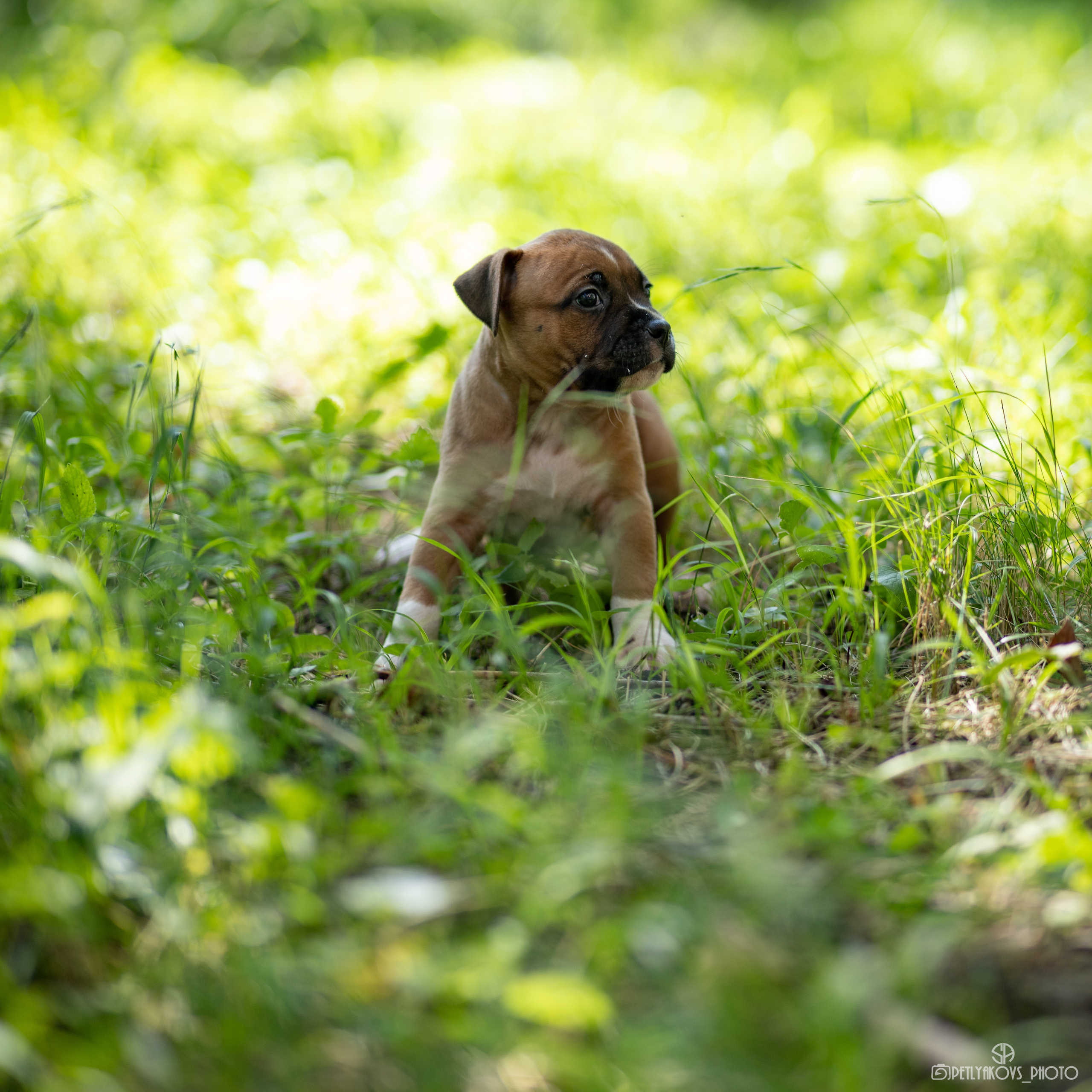 Фотосессия для заводчика Юлии Арловой. Фотограф, видеограф Пятигорск, Ставрополь, Ессентуки, Petlyakovs_photo