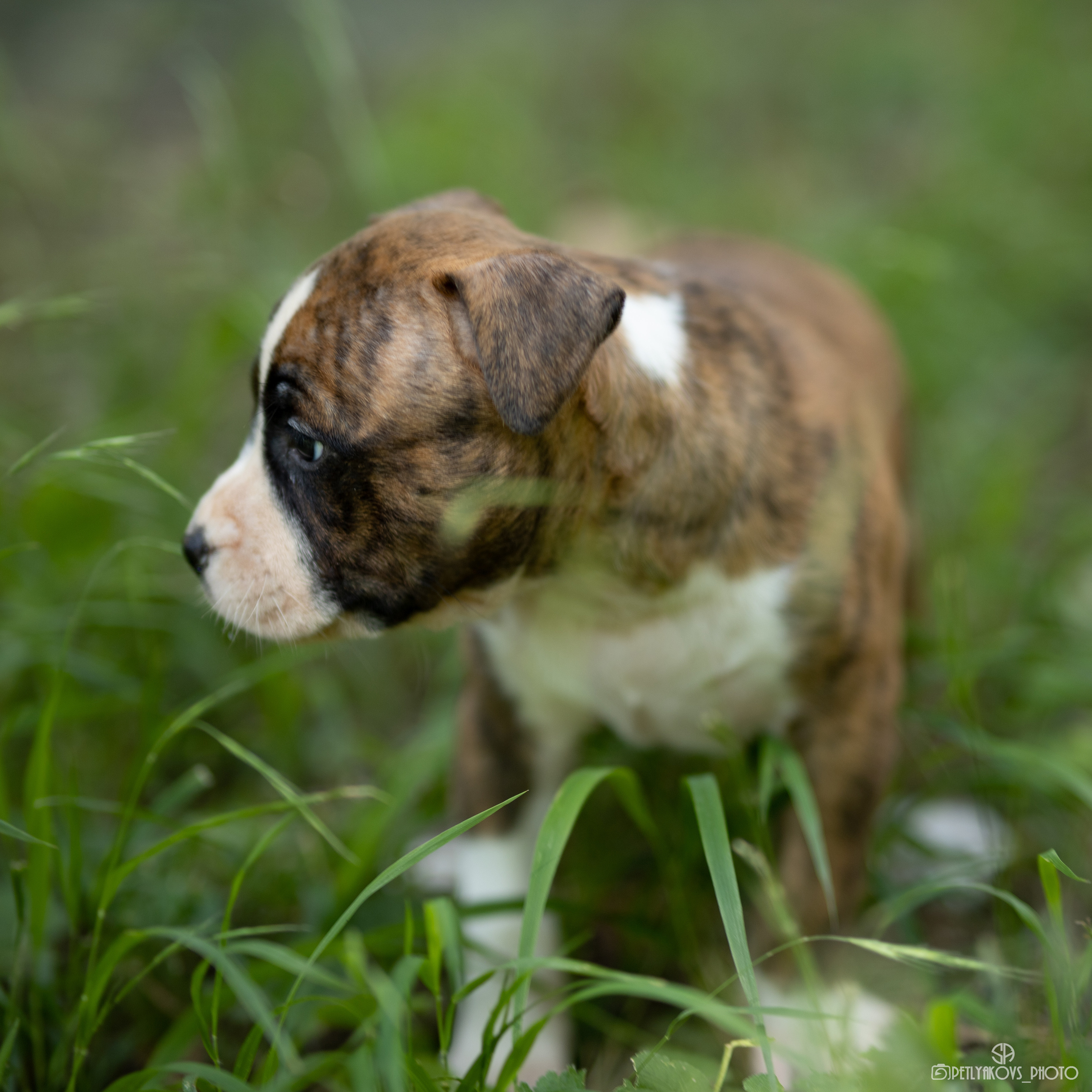 Фотосессия для заводчика Юлии Арловой. Фотограф, видеограф Пятигорск, Ставрополь, Ессентуки, Petlyakovs_photo
