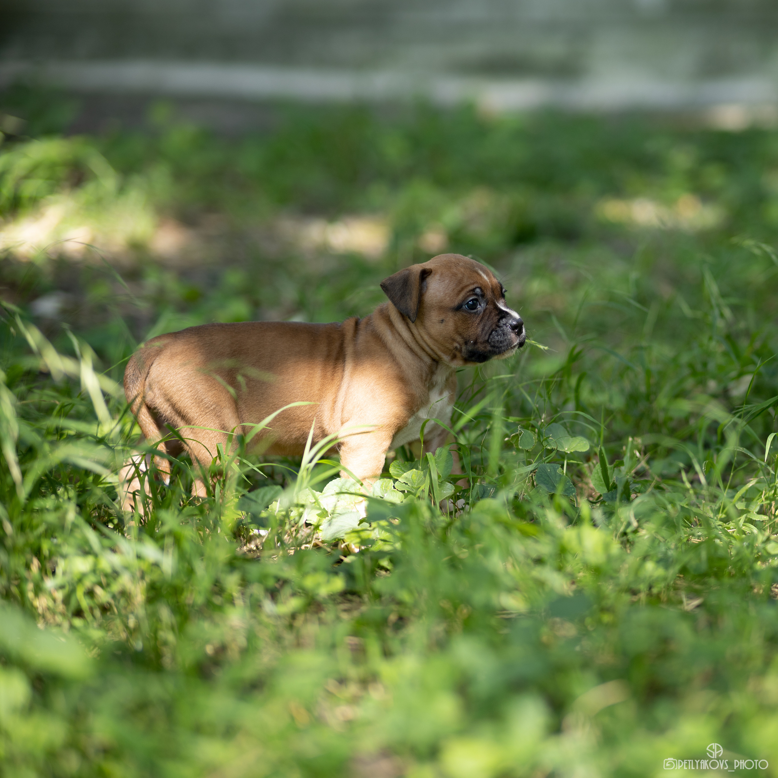Фотосессия для заводчика Юлии Арловой. Фотограф, видеограф Пятигорск, Ставрополь, Ессентуки, Petlyakovs_photo