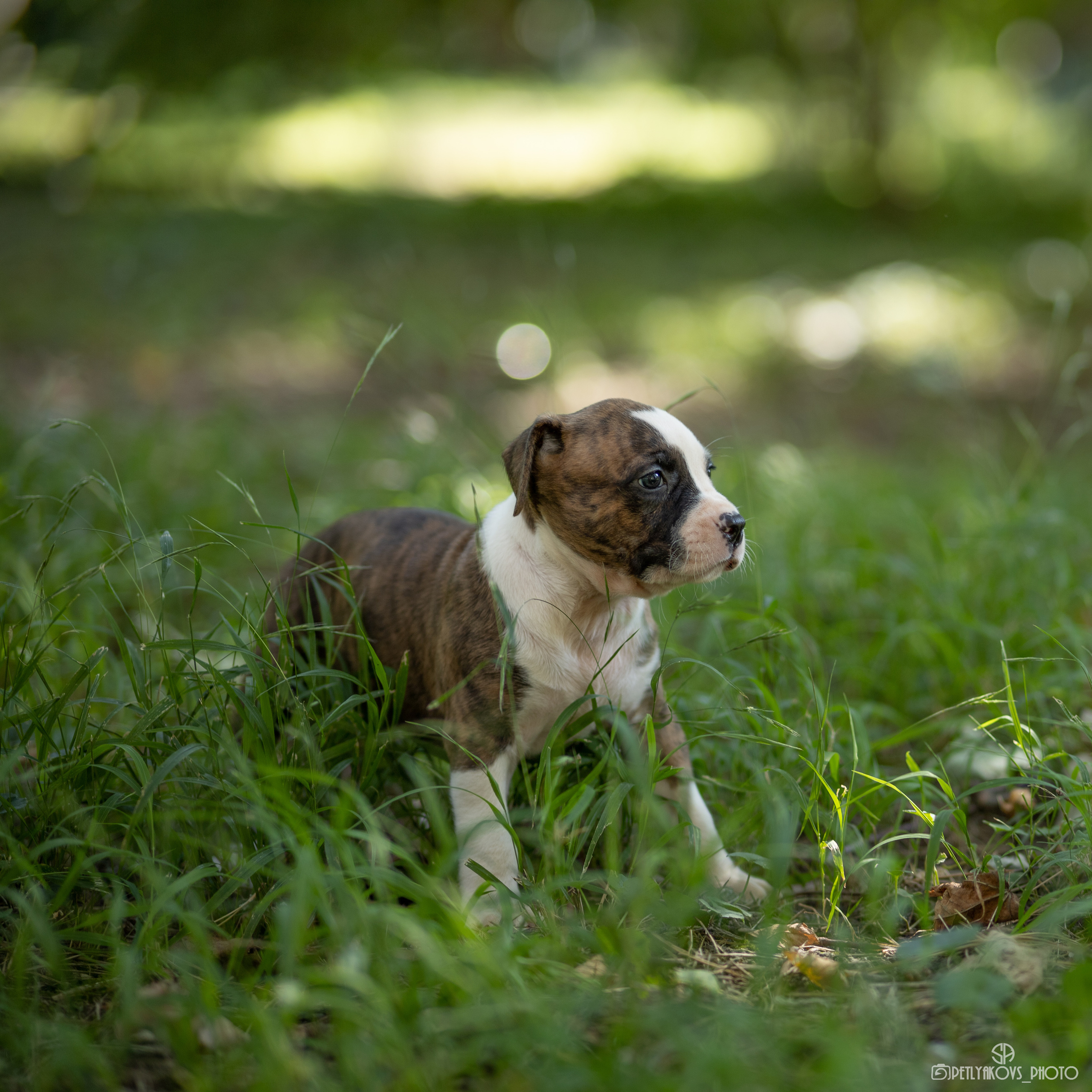 Фотосессия для заводчика Юлии Арловой. Фотограф, видеограф Пятигорск, Ставрополь, Ессентуки, Petlyakovs_photo