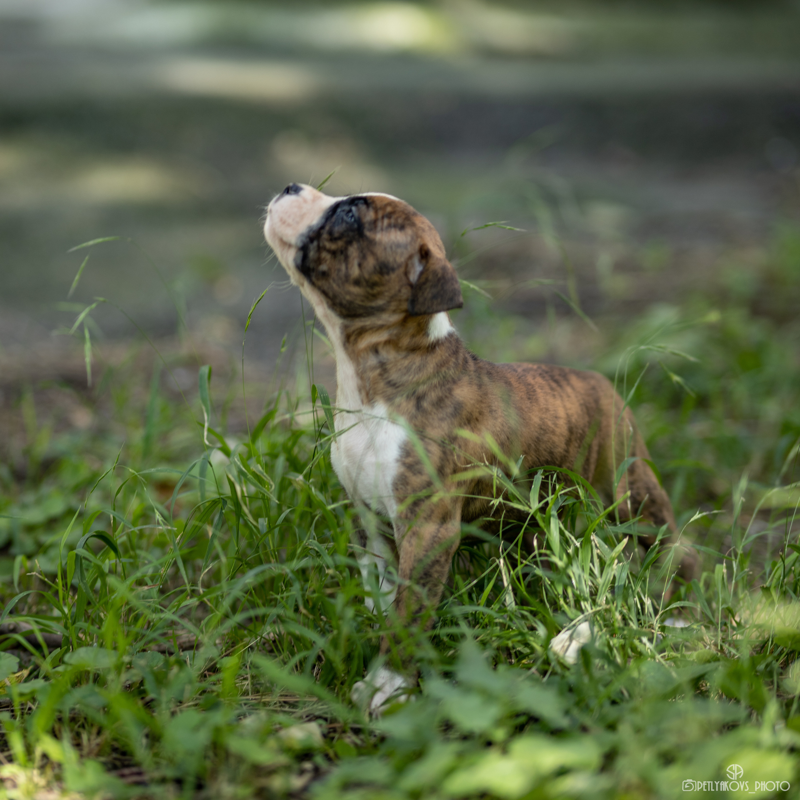 Фотосессия для заводчика Юлии Арловой. Фотограф, видеограф Пятигорск, Ставрополь, Ессентуки, Petlyakovs_photo