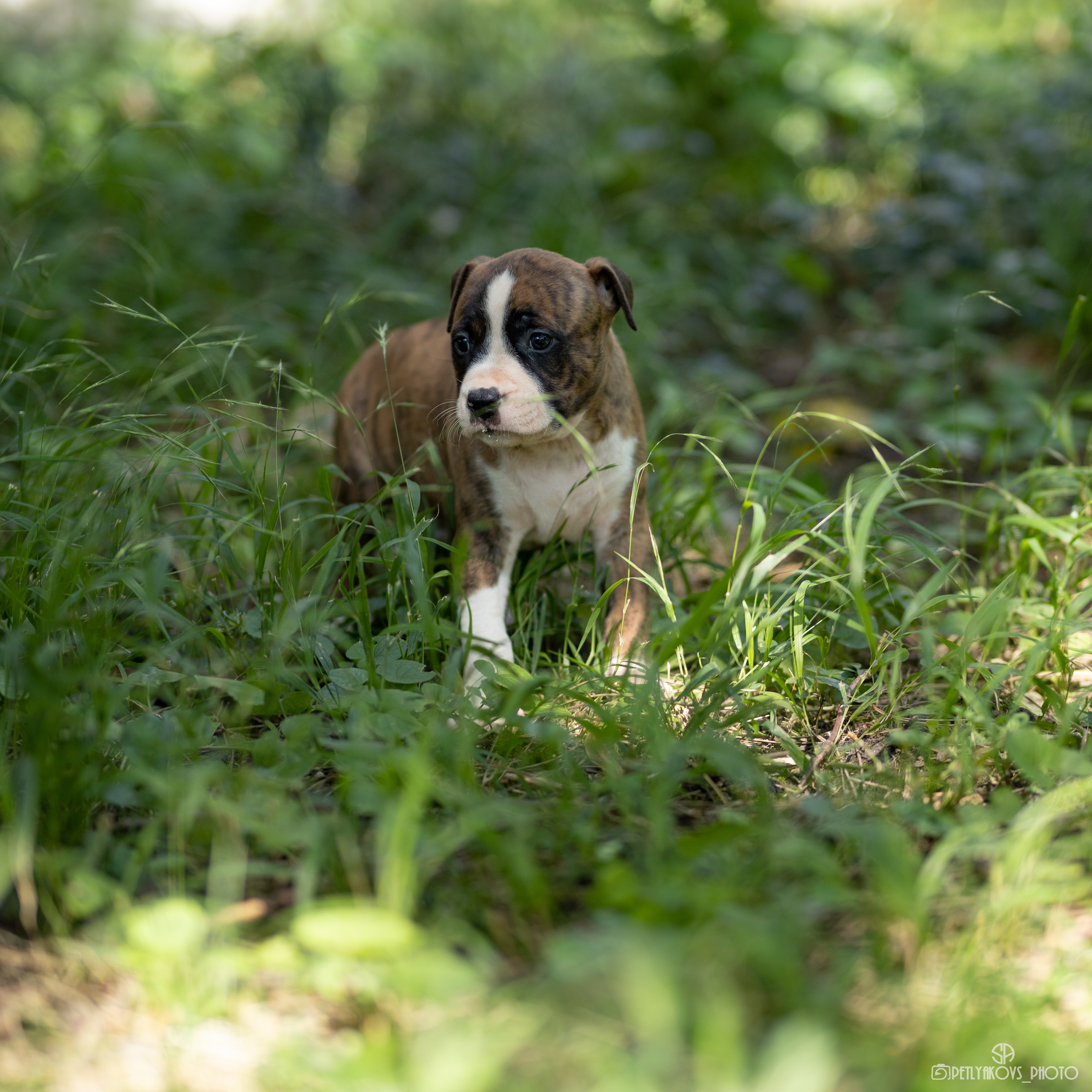 Фотосессия для заводчика Юлии Арловой. Фотограф, видеограф Пятигорск, Ставрополь, Ессентуки, Petlyakovs_photo