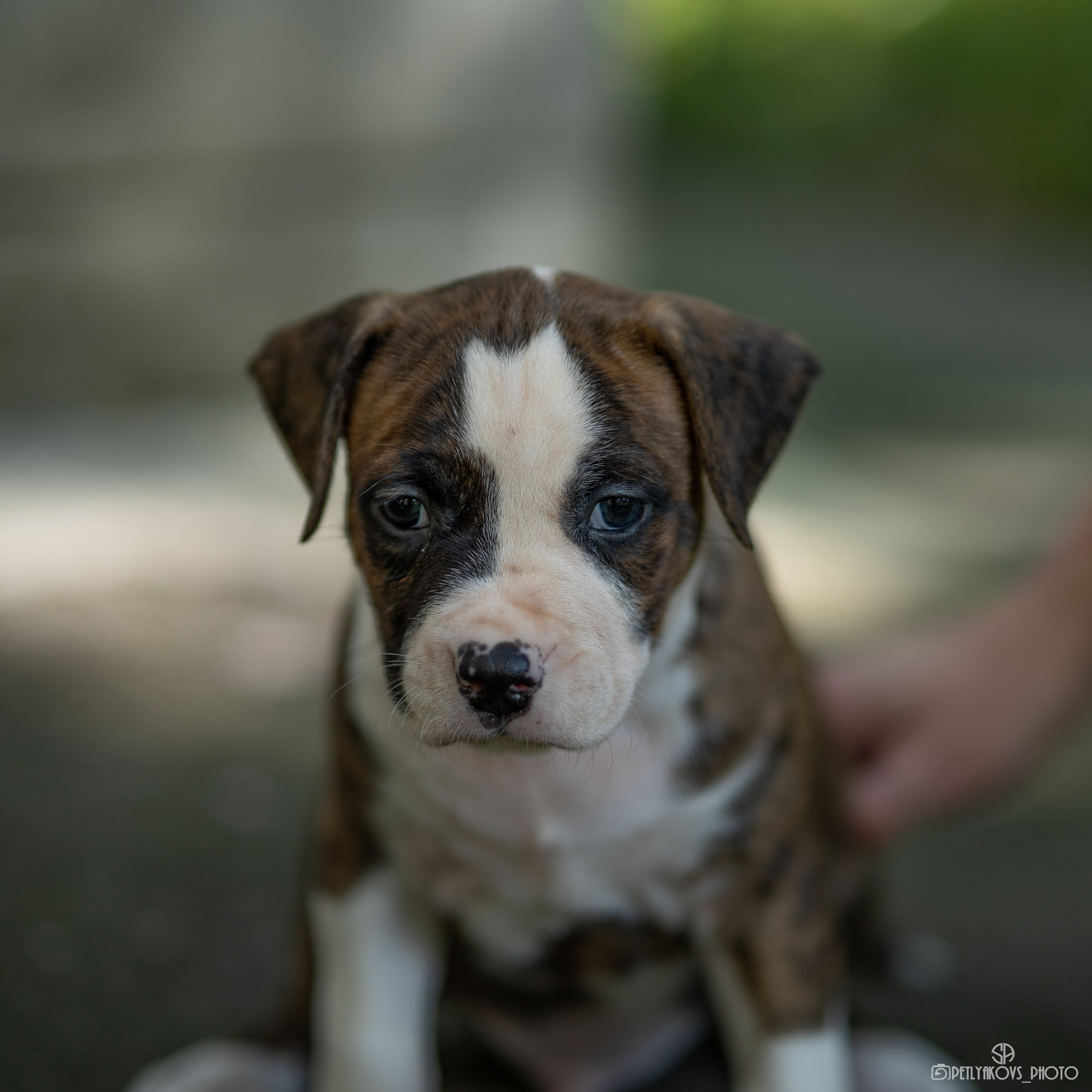 Фотосессия для заводчика Юлии Арловой. Фотограф, видеограф Пятигорск, Ставрополь, Ессентуки, Petlyakovs_photo