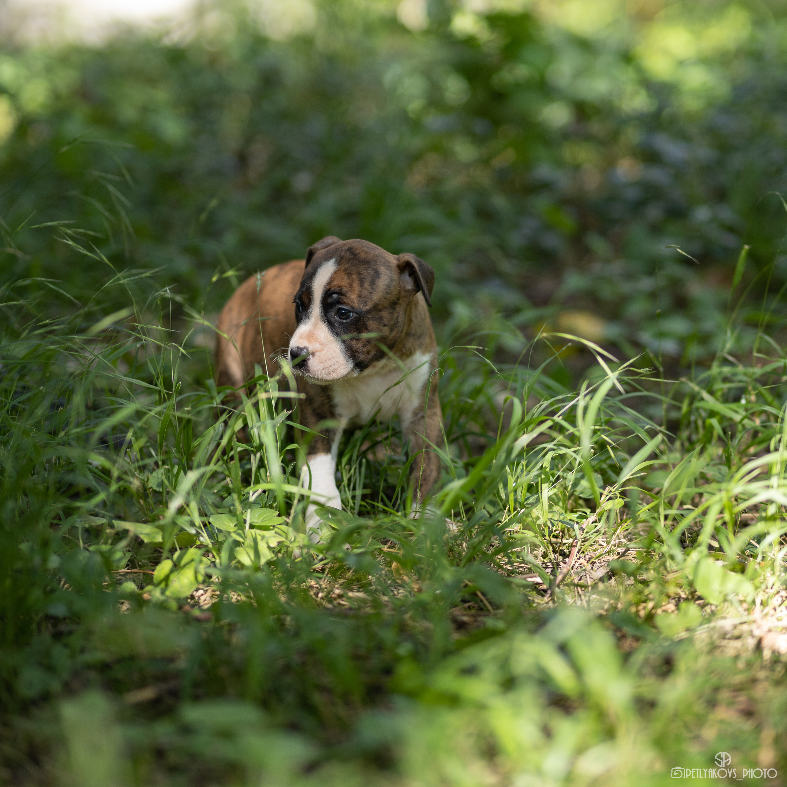 Фотосессия для заводчика Юлии Арловой. Фотограф, видеограф Пятигорск, Ставрополь, Ессентуки, Petlyakovs_photo