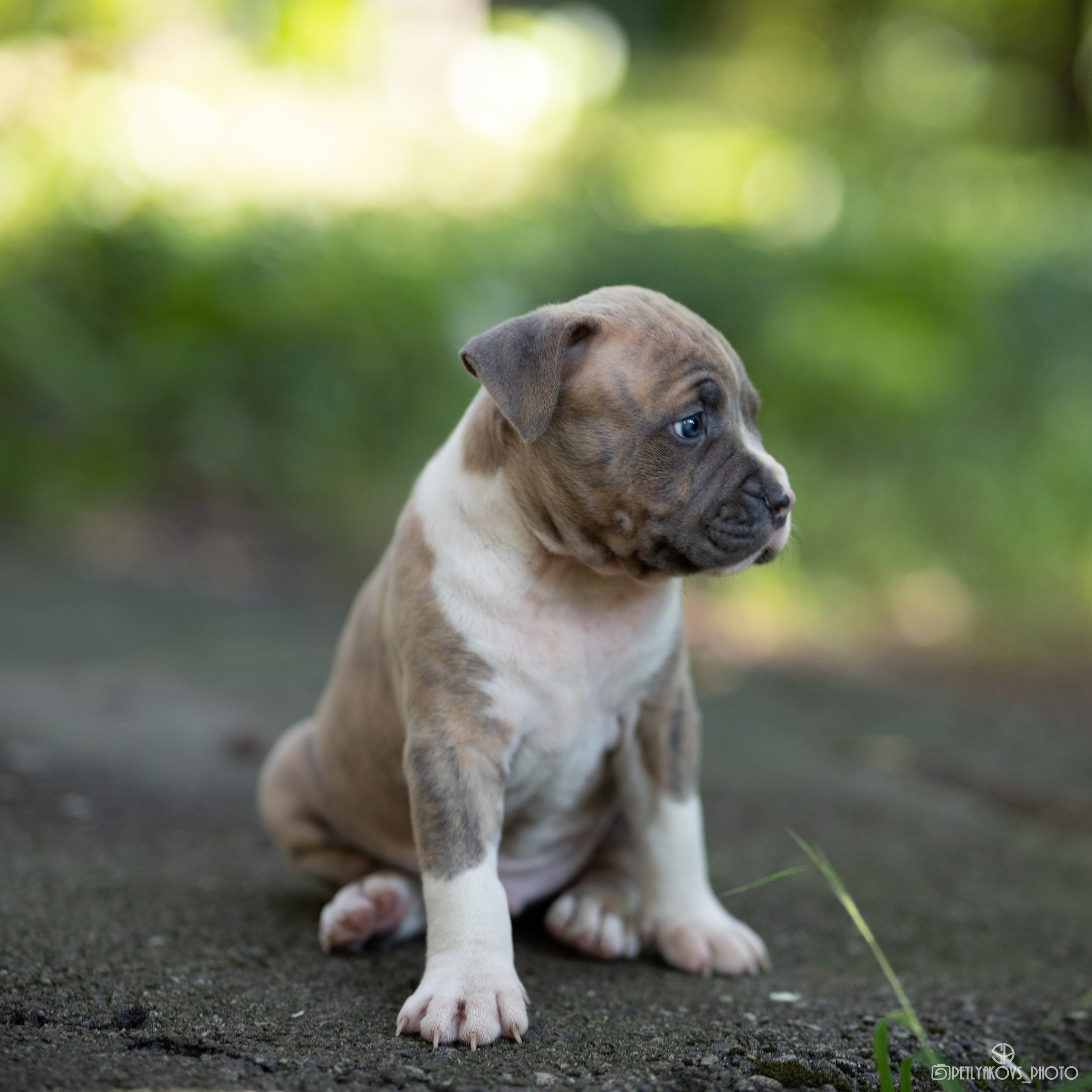 Фотограф собак Железноводск