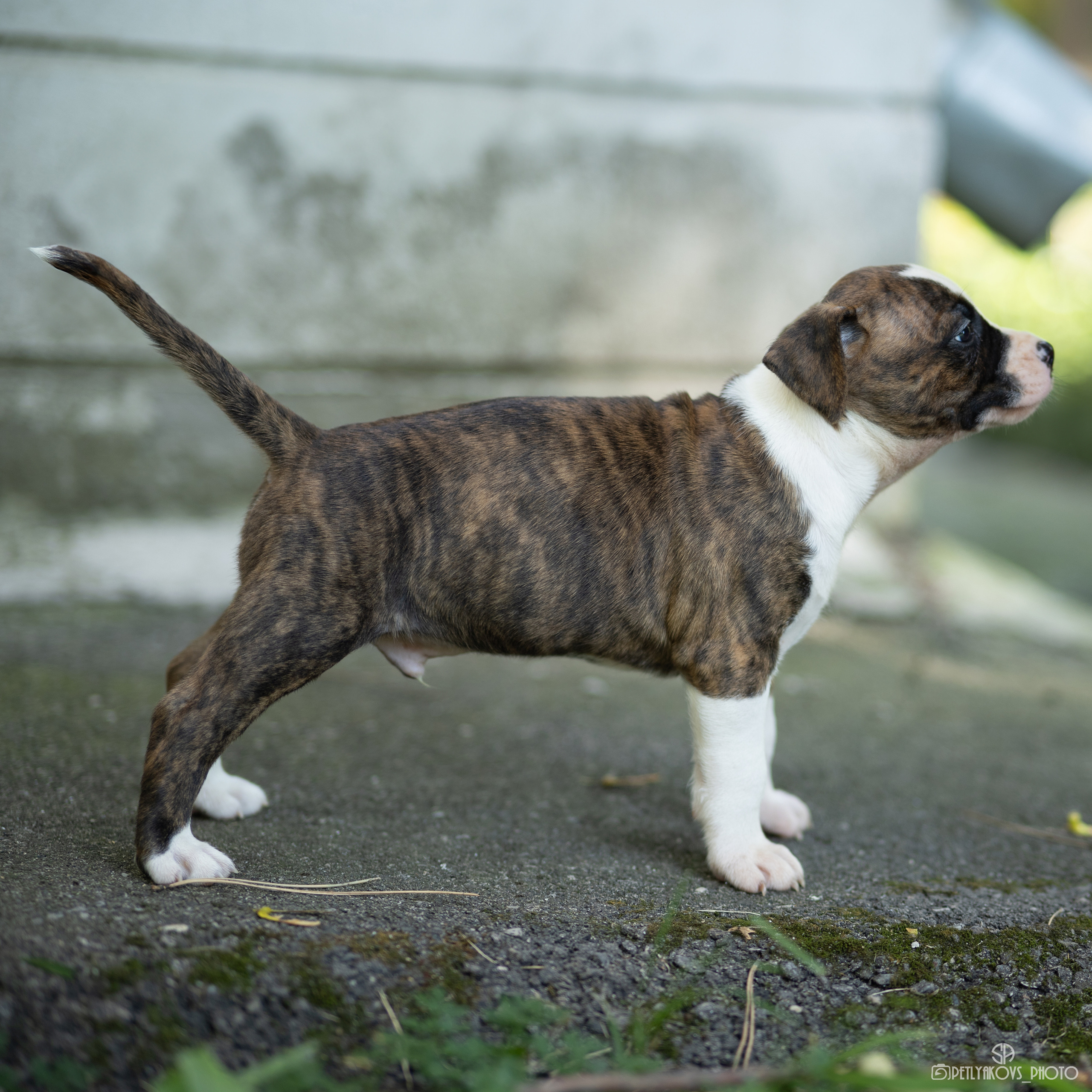 Фотосессия для заводчика Юлии Арловой. Фотограф, видеограф Пятигорск, Ставрополь, Ессентуки, Petlyakovs_photo