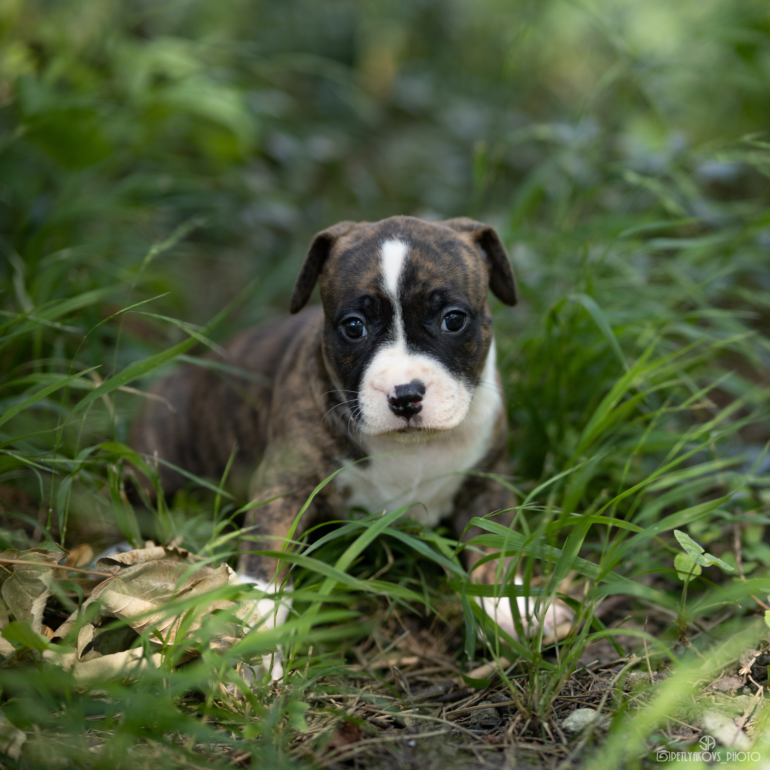 Фотосессия для заводчика Юлии Арловой. Фотограф, видеограф Пятигорск, Ставрополь, Ессентуки, Petlyakovs_photo