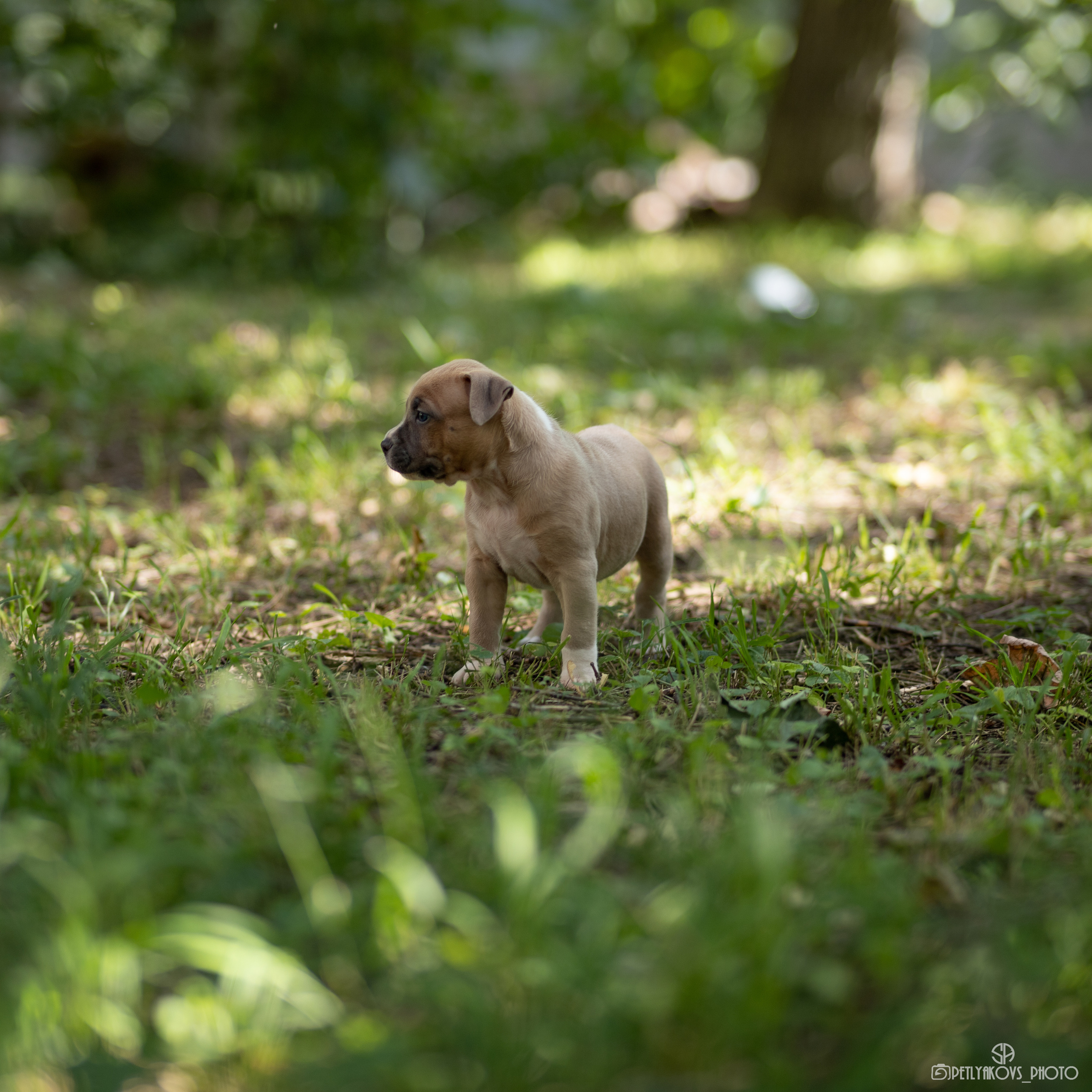 Фотосессия для заводчика Юлии Арловой. Фотограф, видеограф Пятигорск, Ставрополь, Ессентуки, Petlyakovs_photo