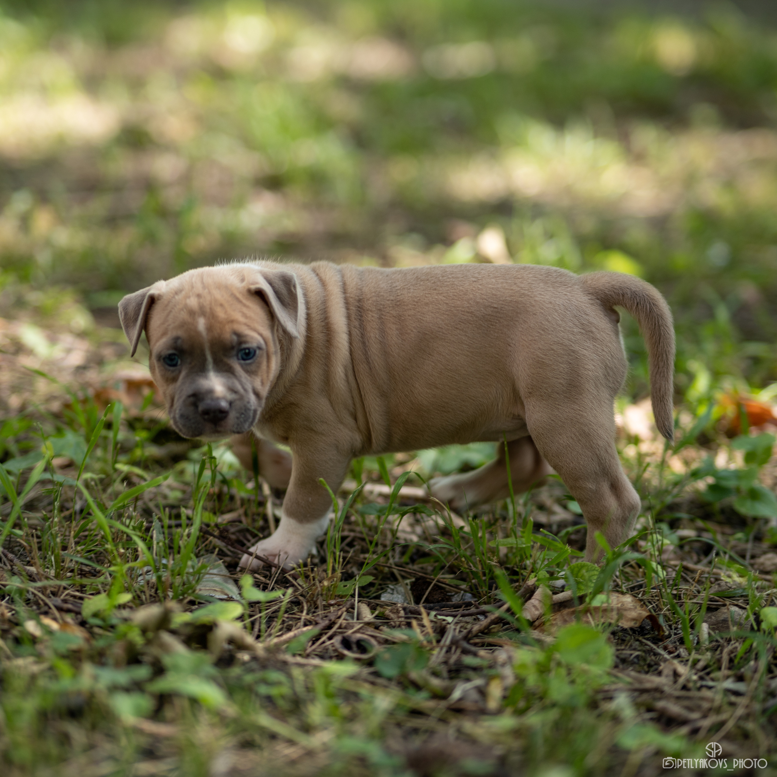 Фотосессия для заводчика Юлии Арловой. Фотограф, видеограф Пятигорск, Ставрополь, Ессентуки, Petlyakovs_photo