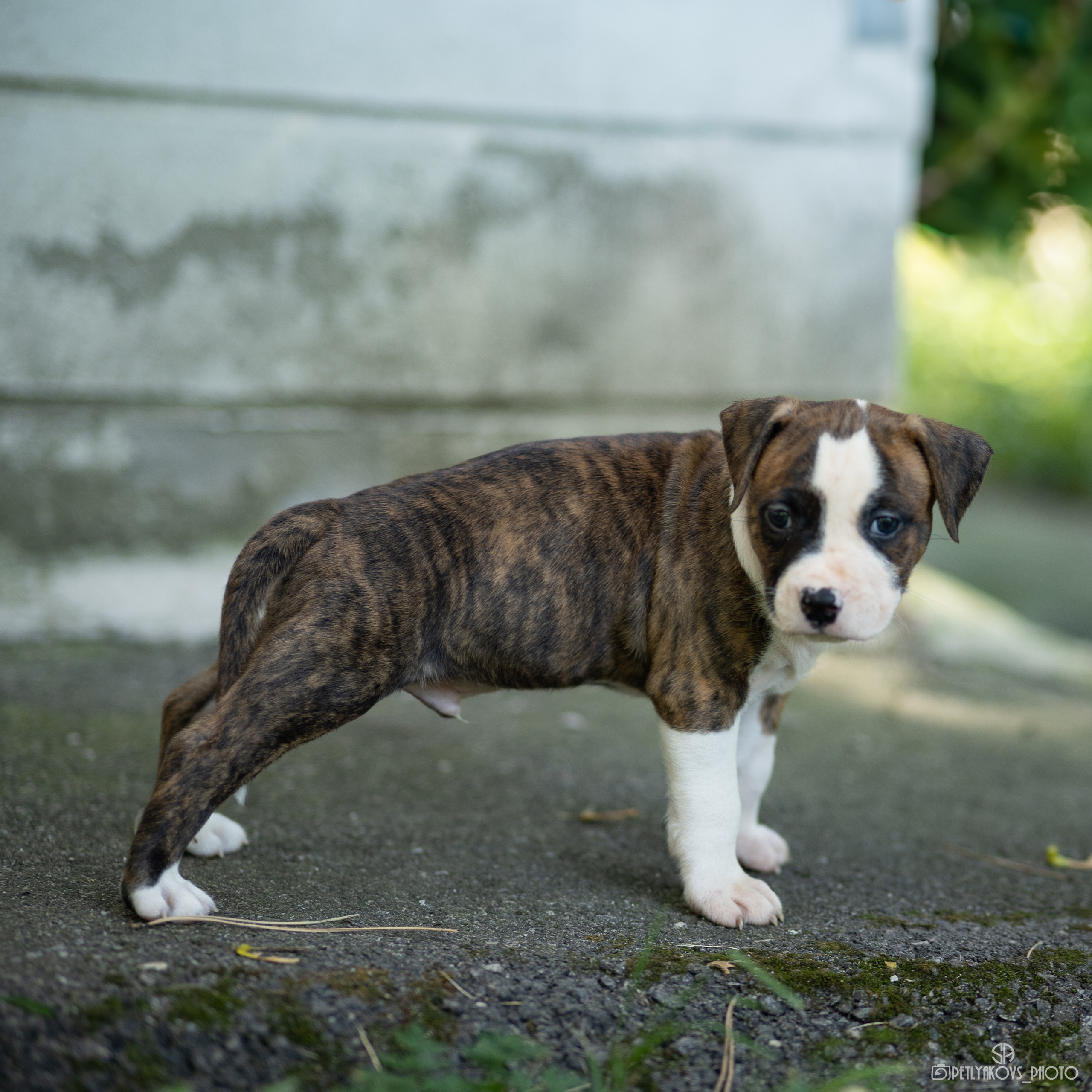 Фотосессия для заводчика Юлии Арловой. Фотограф, видеограф Пятигорск, Ставрополь, Ессентуки, Petlyakovs_photo
