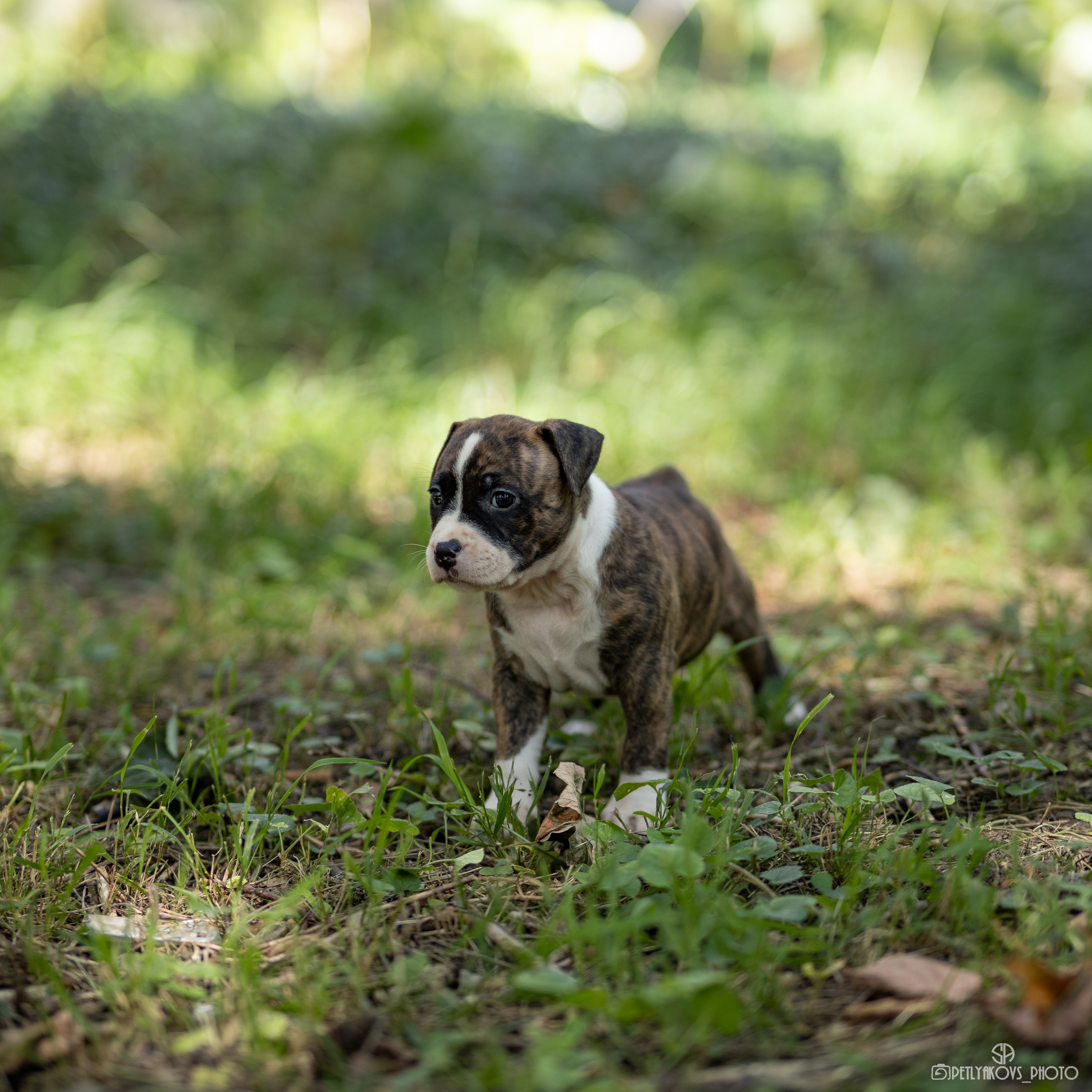 Фотосессия для заводчика Юлии Арловой. Фотограф, видеограф Пятигорск, Ставрополь, Ессентуки, Petlyakovs_photo