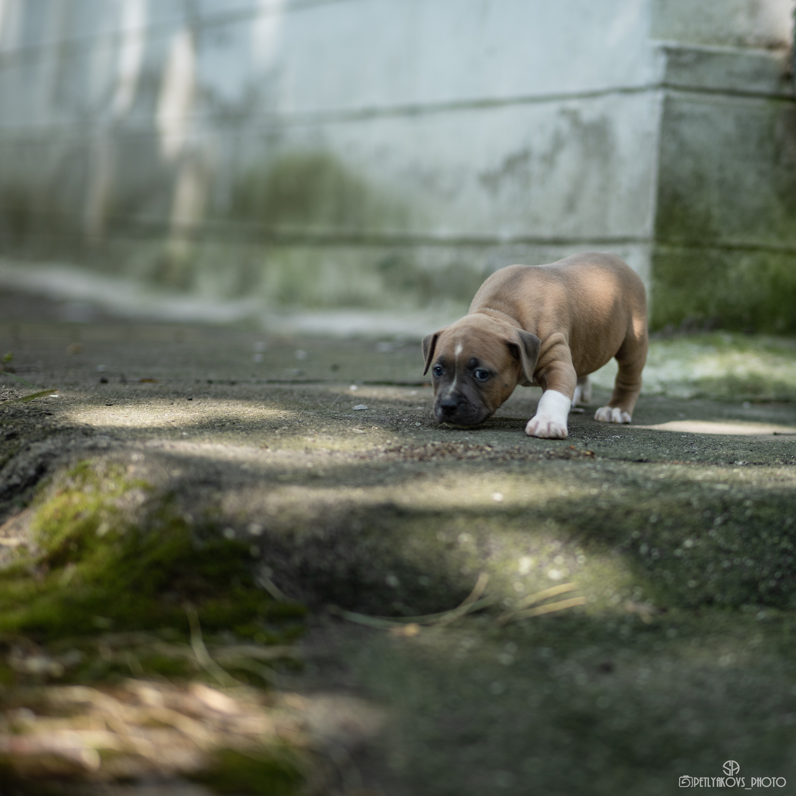 Фотосессия для заводчика Юлии Арловой. Фотограф, видеограф Пятигорск, Ставрополь, Ессентуки, Petlyakovs_photo