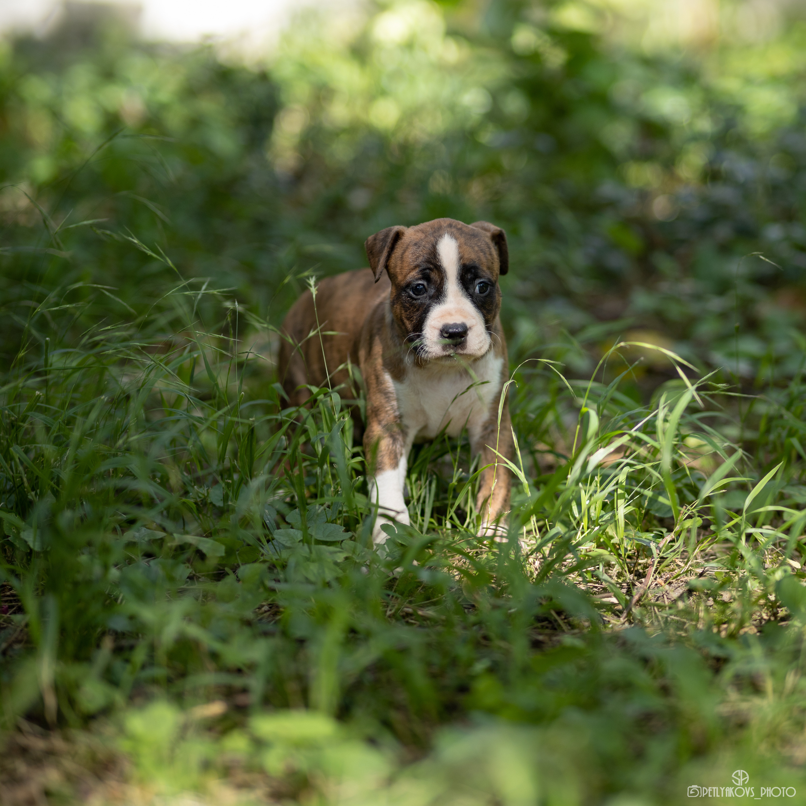 Фотосессия для заводчика Юлии Арловой. Фотограф, видеограф Пятигорск, Ставрополь, Ессентуки, Petlyakovs_photo