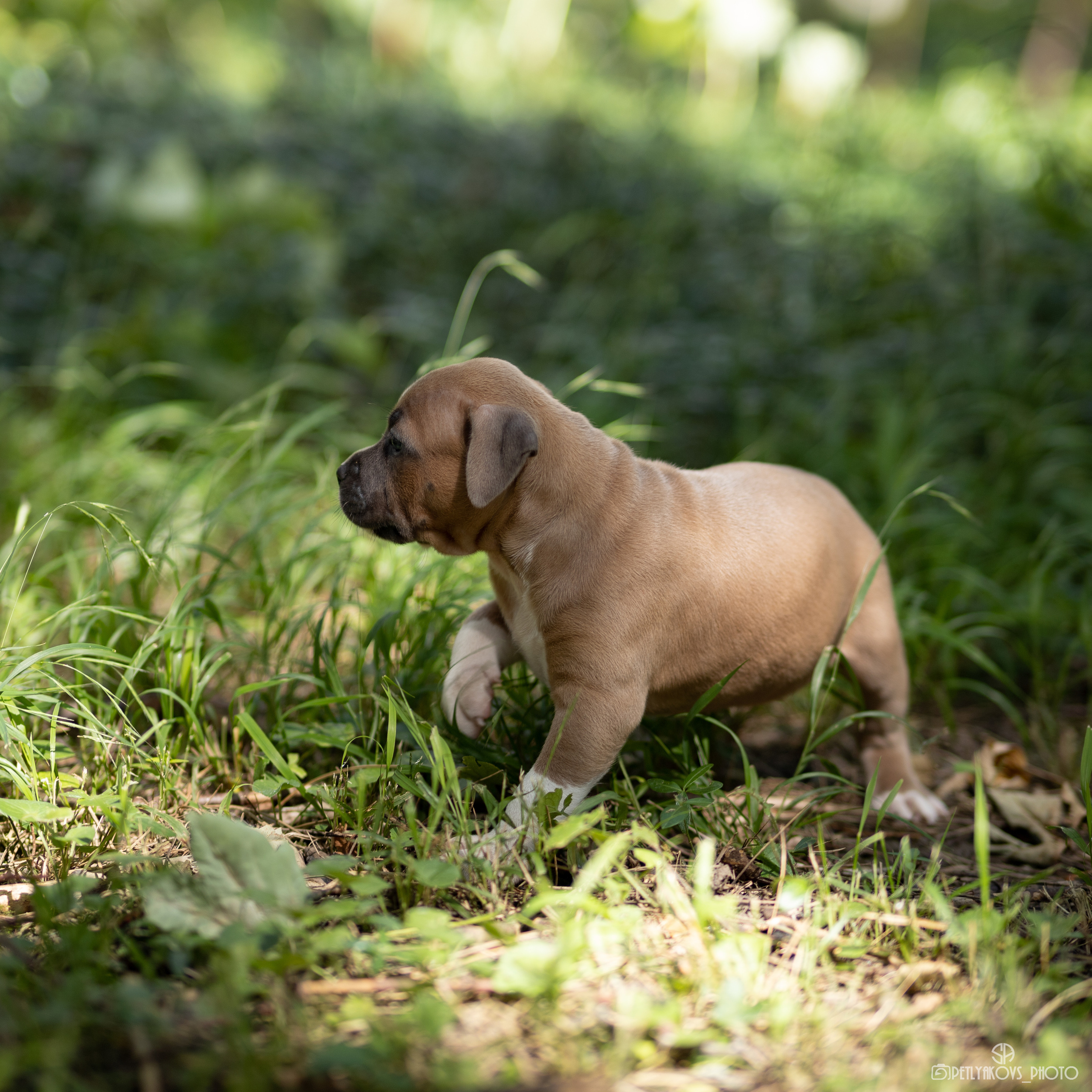 Фотосессия для собак Минеральные воды
