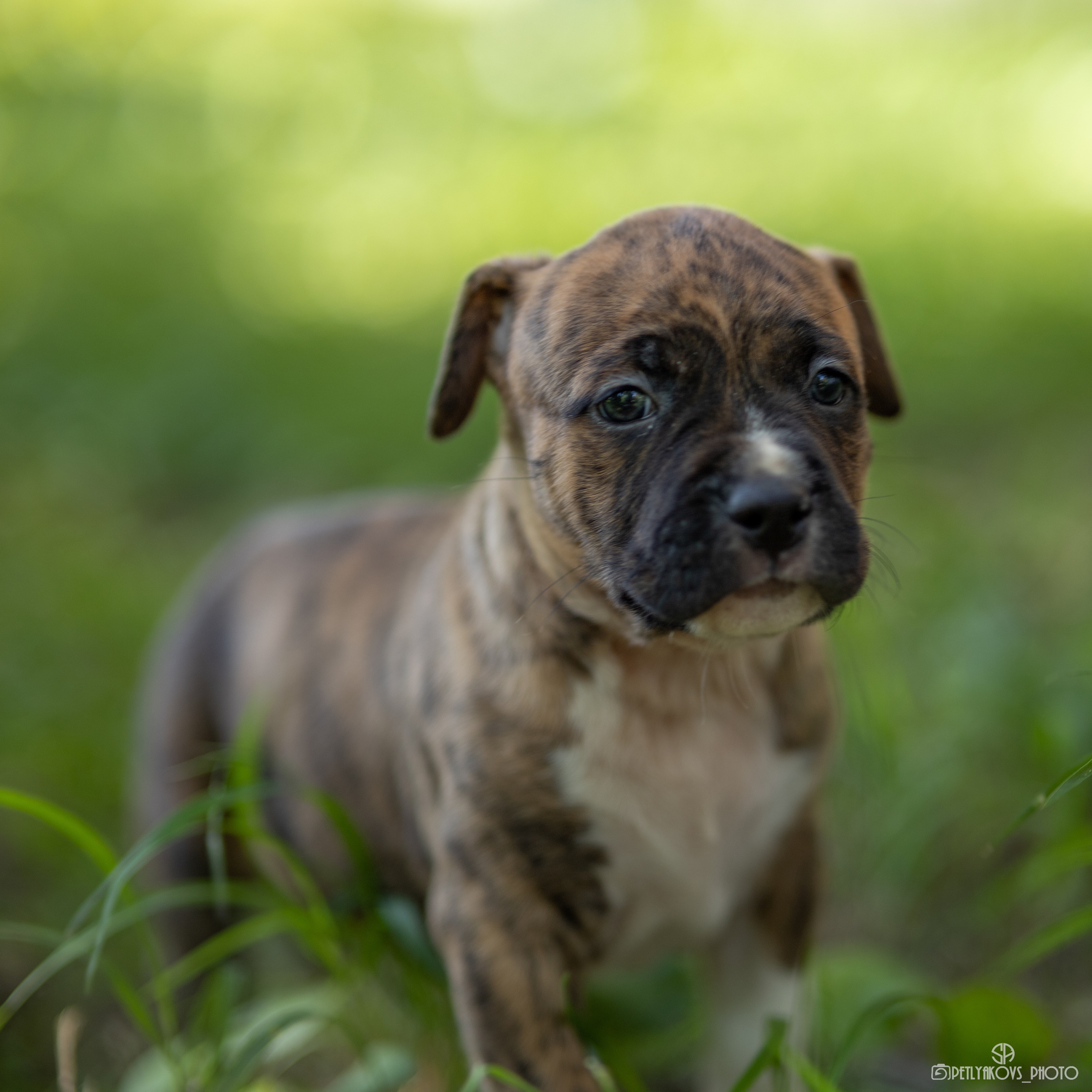 Фотосессия для заводчика Юлии Арловой. Фотограф, видеограф Пятигорск, Ставрополь, Ессентуки, Petlyakovs_photo