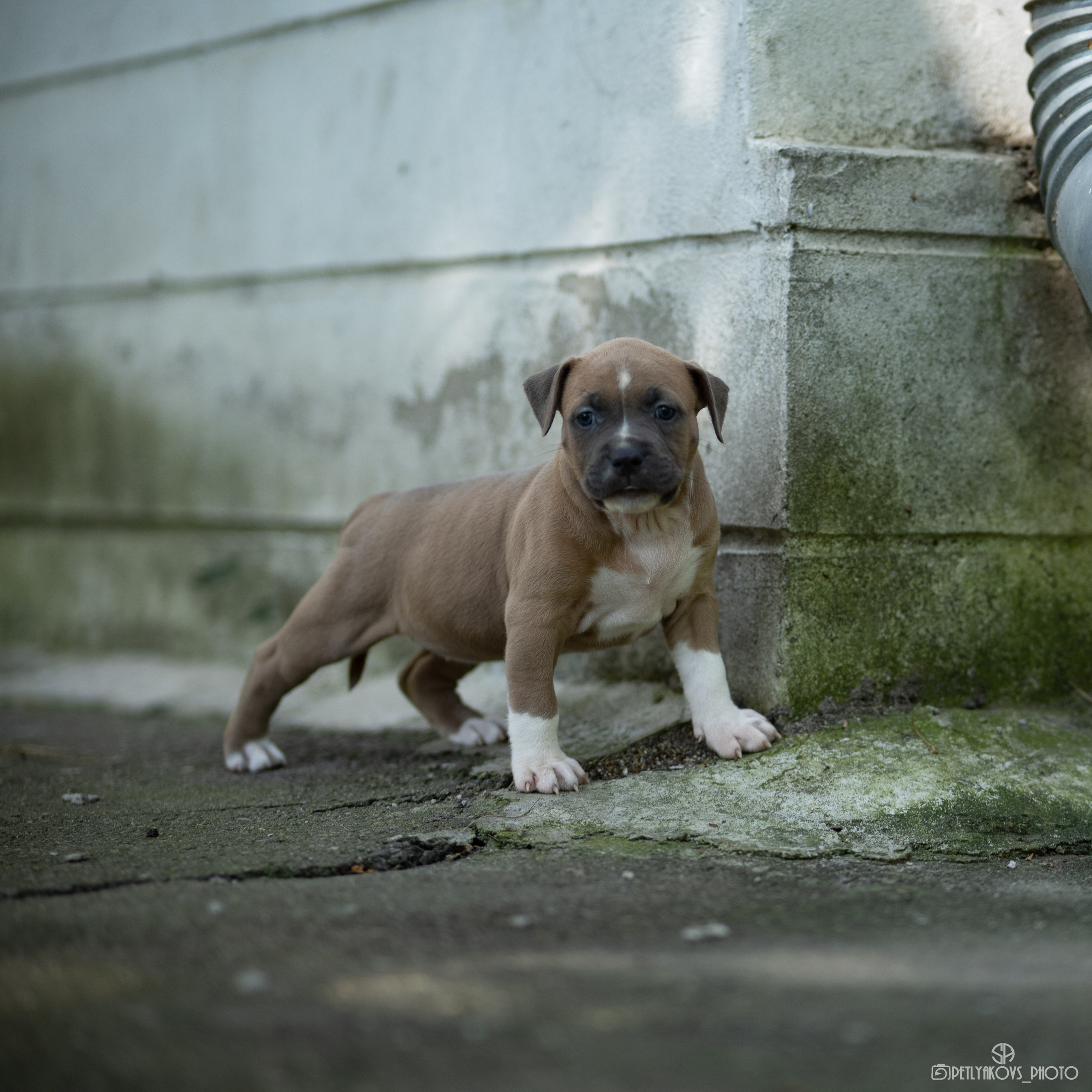 Фотосессия для собак Ставрополь