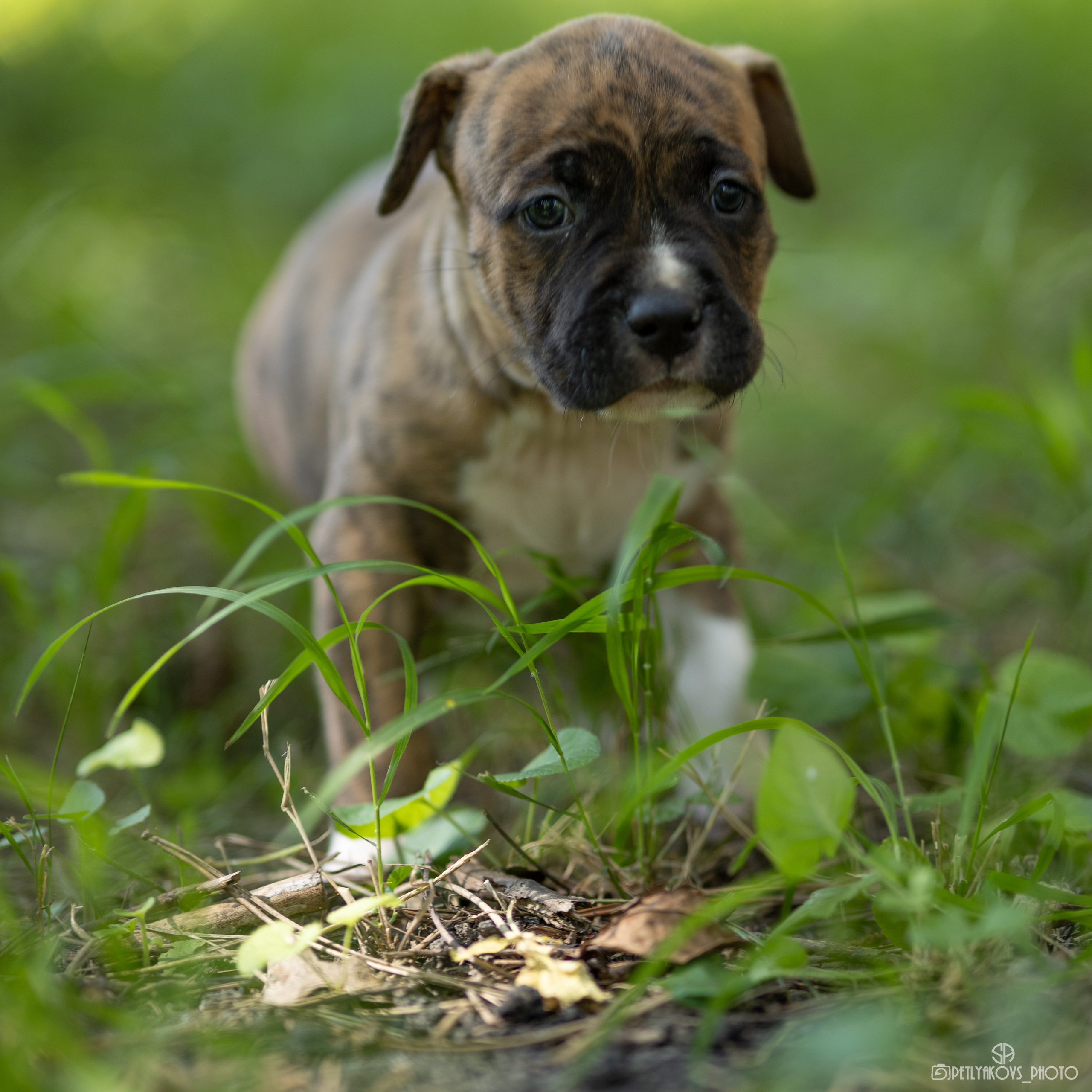 Фотосессия для заводчика Юлии Арловой. Фотограф, видеограф Пятигорск, Ставрополь, Ессентуки, Petlyakovs_photo