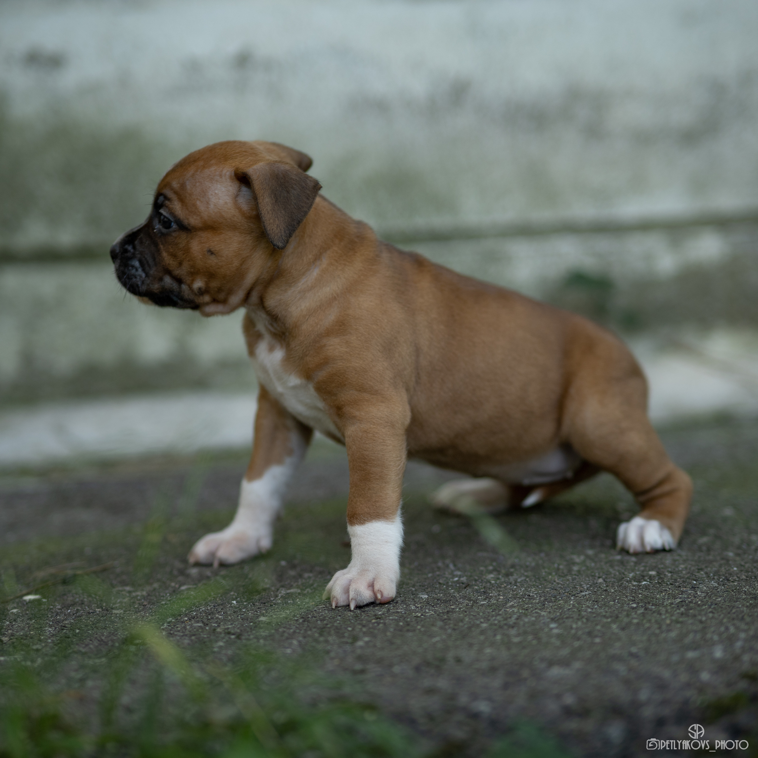 Фотосессия для заводчика Юлии Арловой. Фотограф, видеограф Пятигорск, Ставрополь, Ессентуки, Petlyakovs_photo
