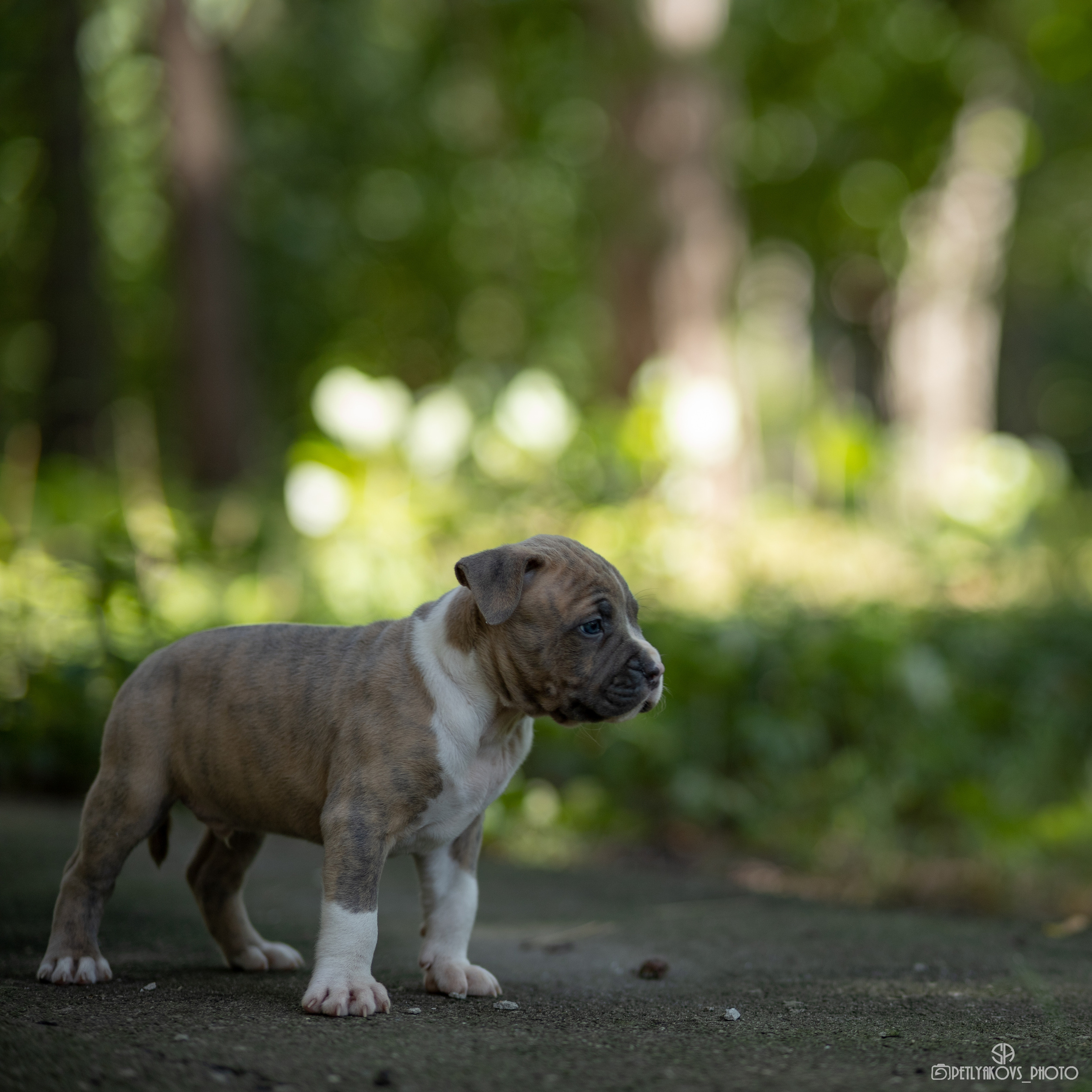 Фотограф собак Ессентуки