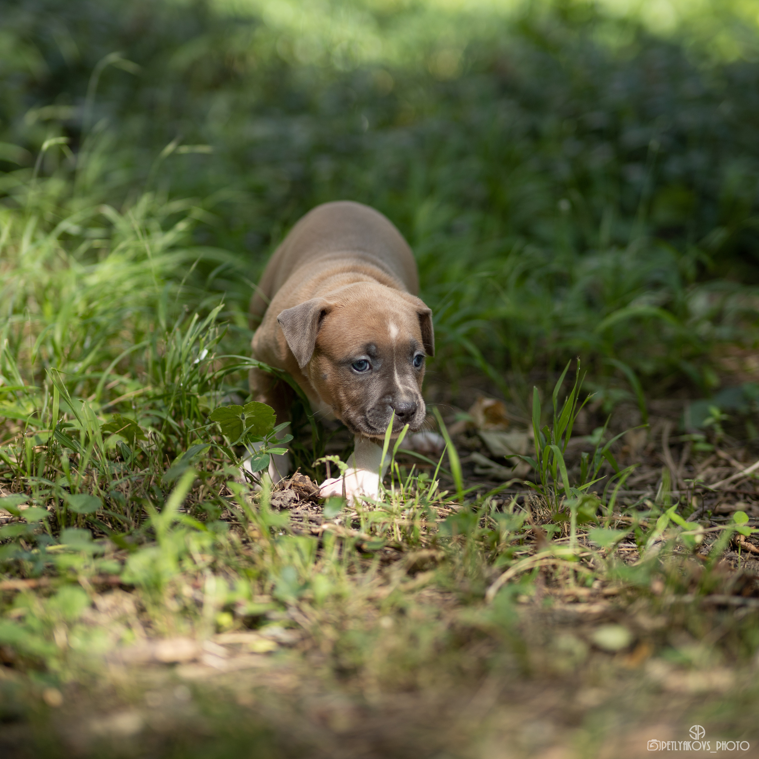 Фотосессия для заводчика Юлии Арловой. Фотограф, видеограф Пятигорск, Ставрополь, Ессентуки, Petlyakovs_photo