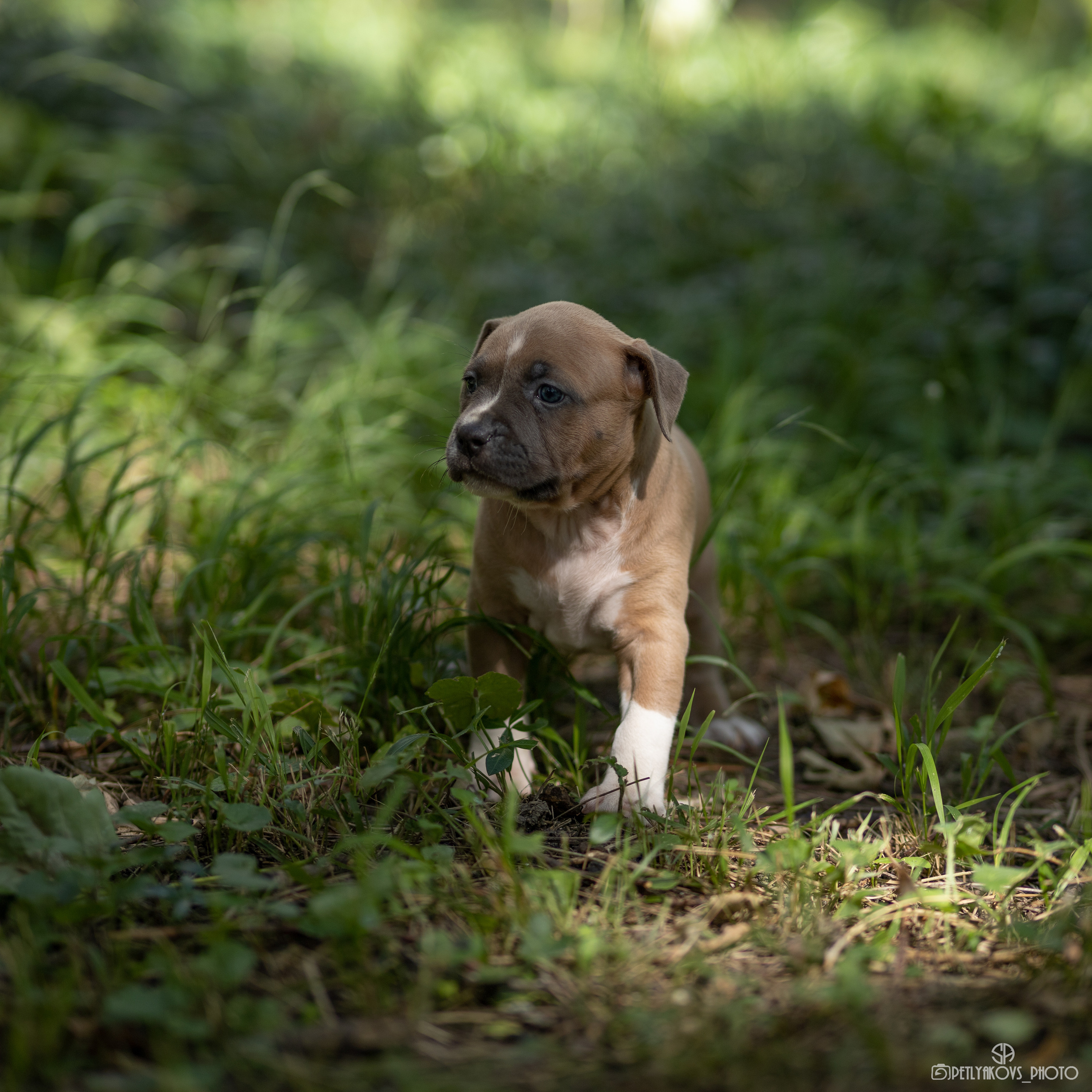 Фотосессия для заводчика Юлии Арловой. Фотограф, видеограф Пятигорск, Ставрополь, Ессентуки, Petlyakovs_photo