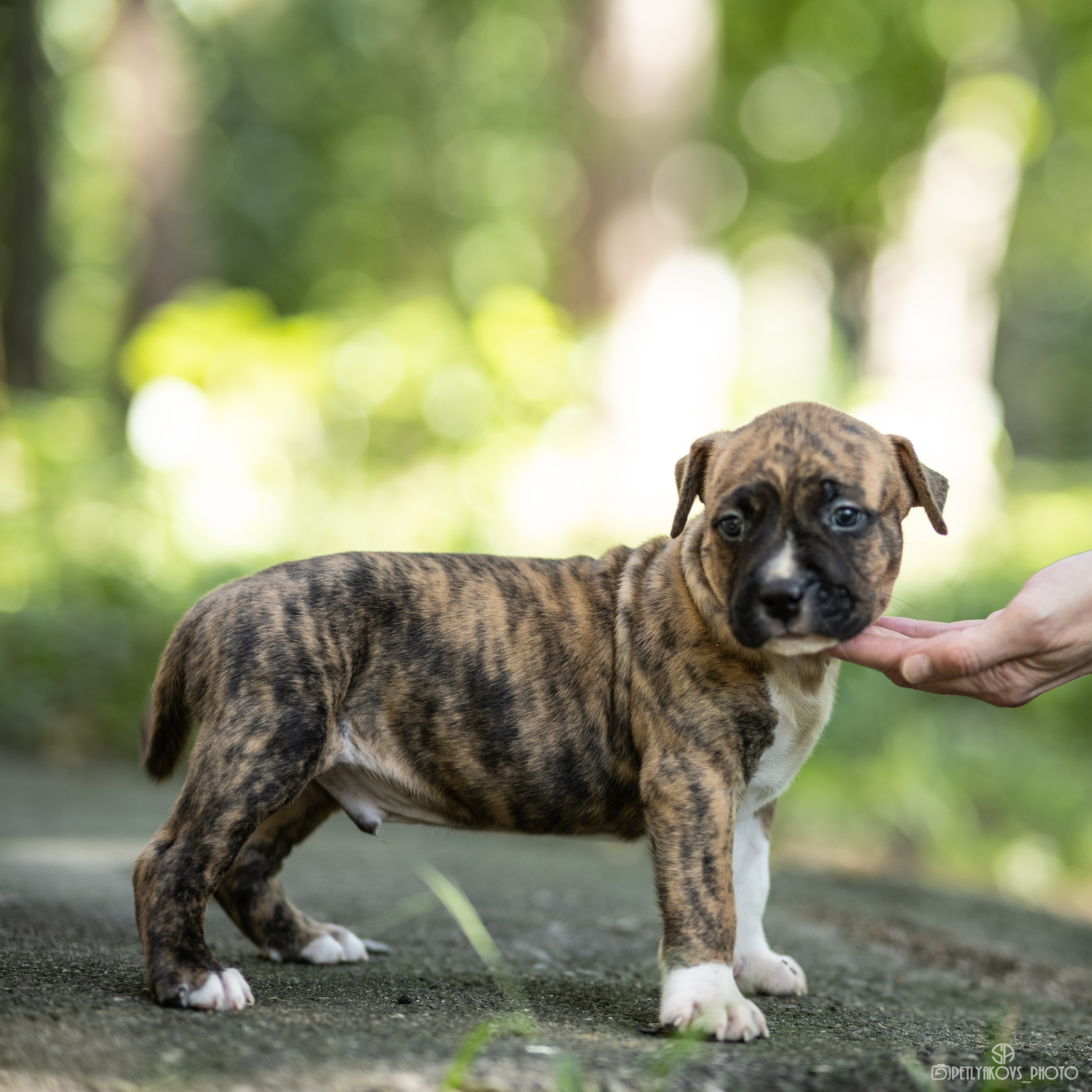 Фотосессия для собак Ессентуки