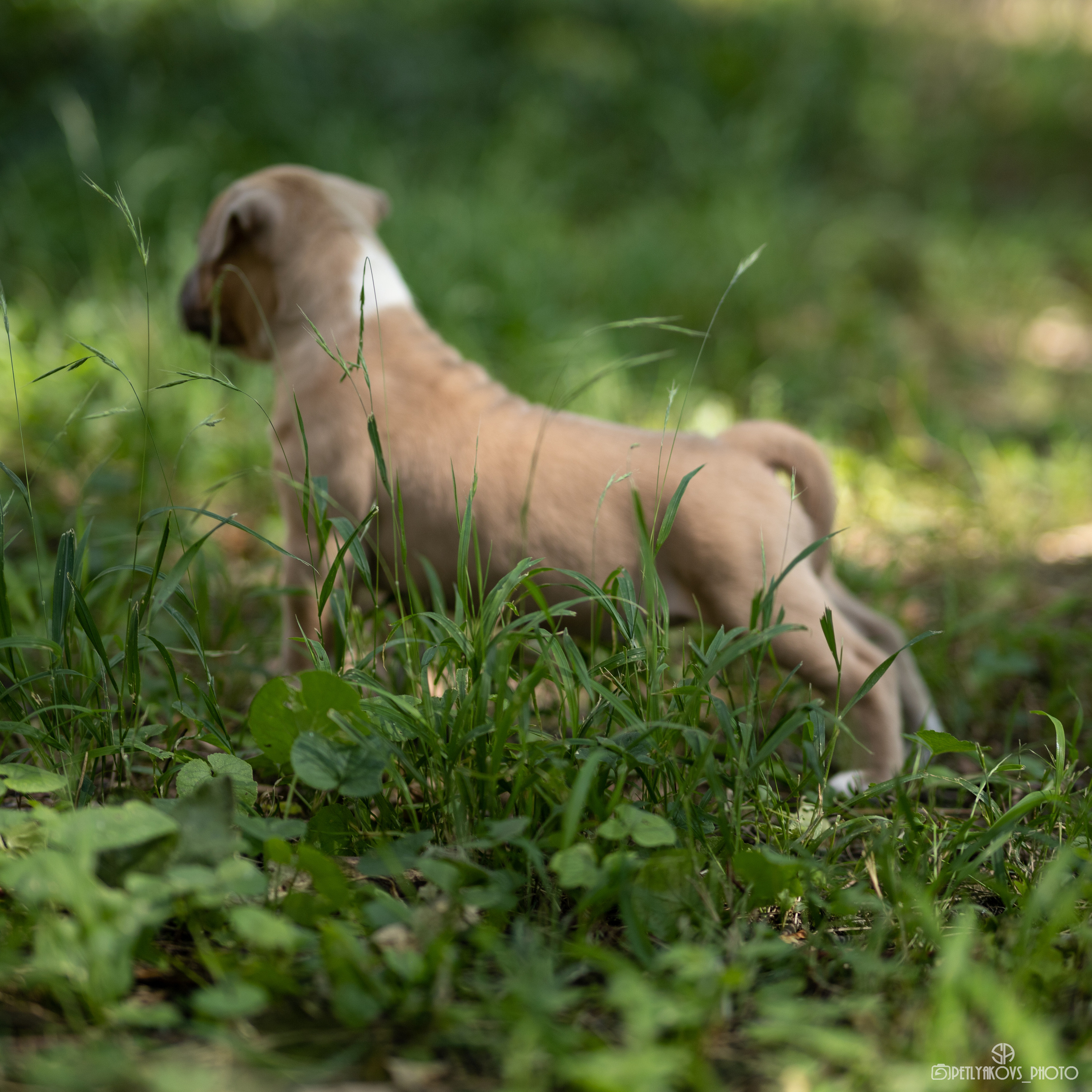 Фотосессия для собак Пятигорск