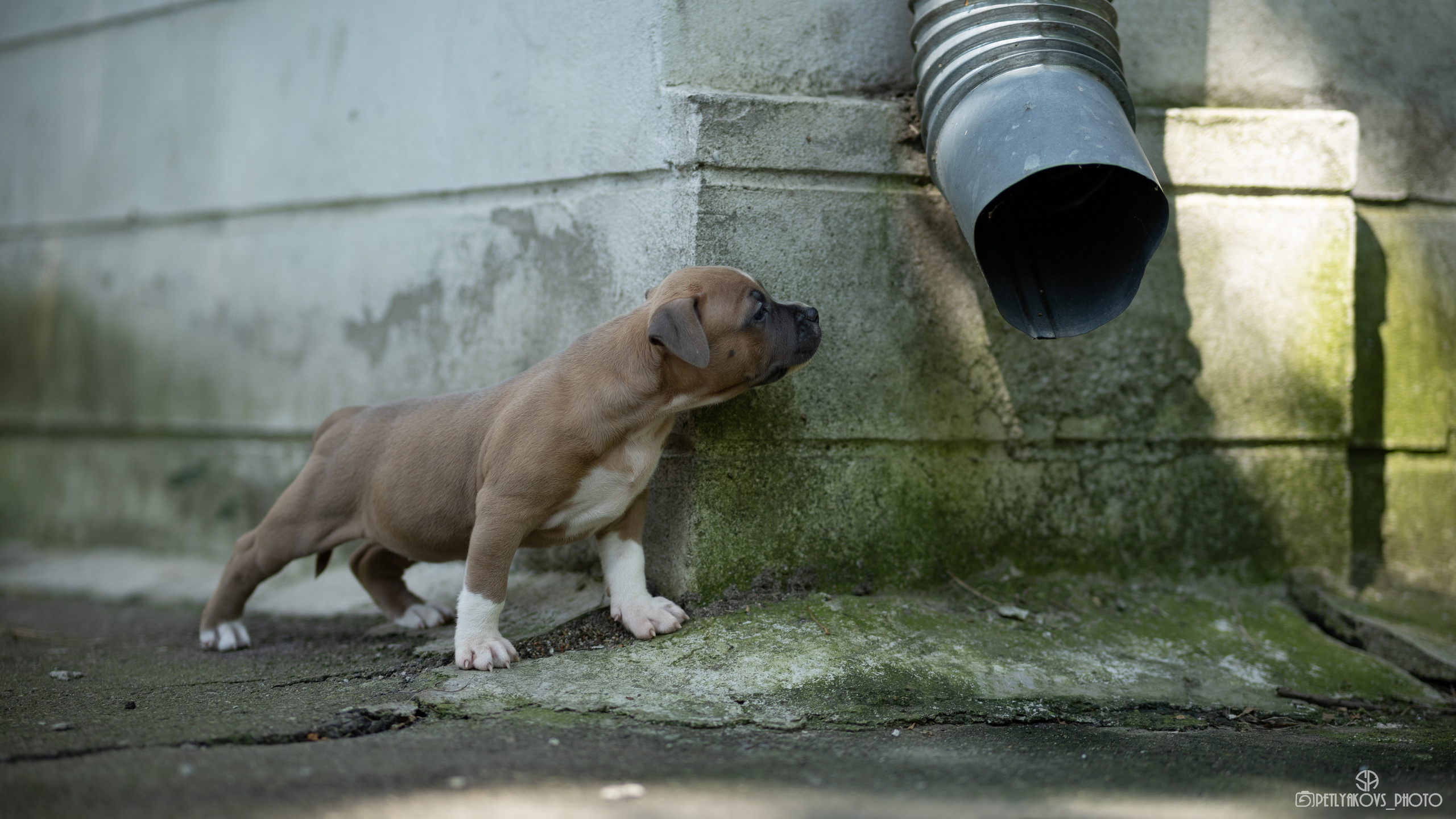 Фотосессия для заводчика Юлии Арловой. Фотограф, видеограф Пятигорск, Ставрополь, Ессентуки, Petlyakovs_photo