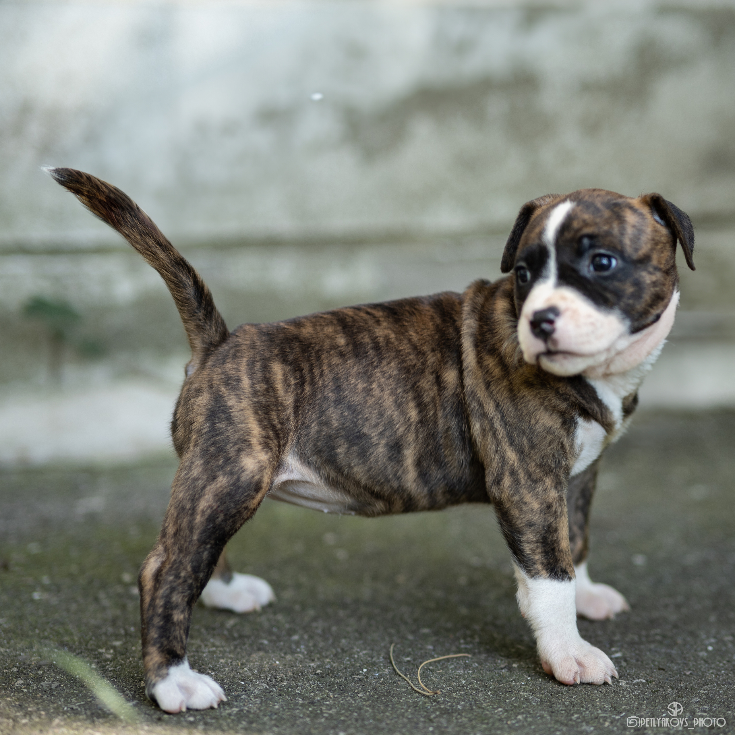 Фотосессия для заводчика Юлии Арловой. Фотограф, видеограф Пятигорск, Ставрополь, Ессентуки, Petlyakovs_photo