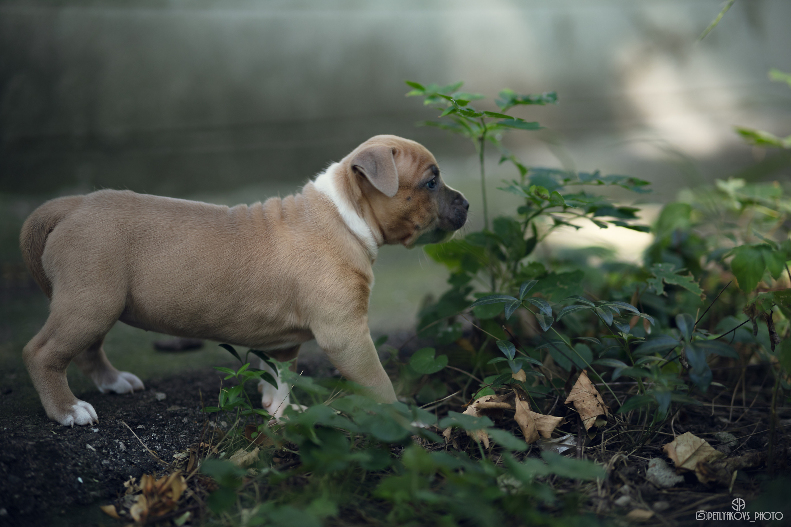 Фотосессия для заводчика Юлии Арловой. Фотограф, видеограф Пятигорск, Ставрополь, Ессентуки, Petlyakovs_photo