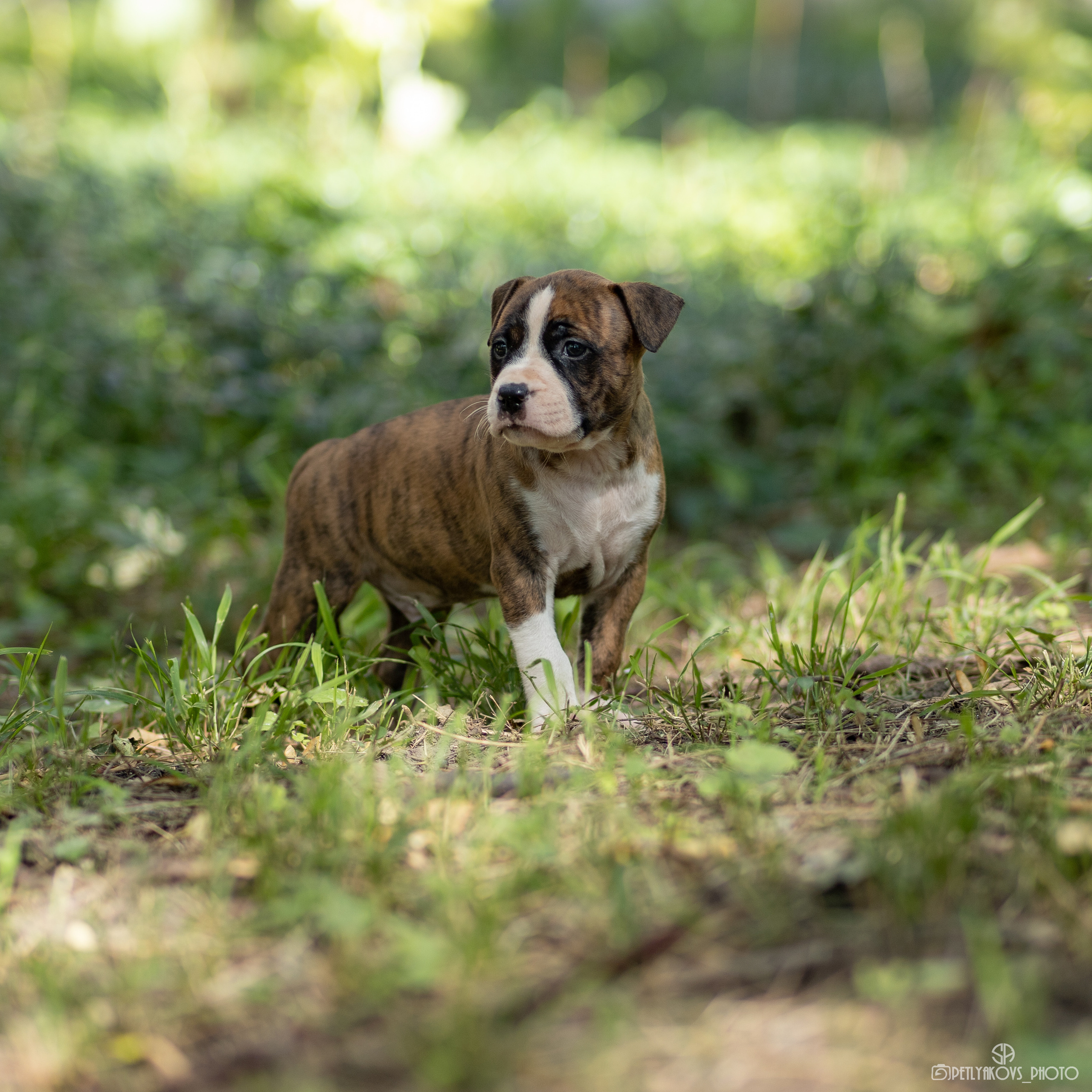 Фотосессия для заводчика Юлии Арловой. Фотограф, видеограф Пятигорск, Ставрополь, Ессентуки, Petlyakovs_photo