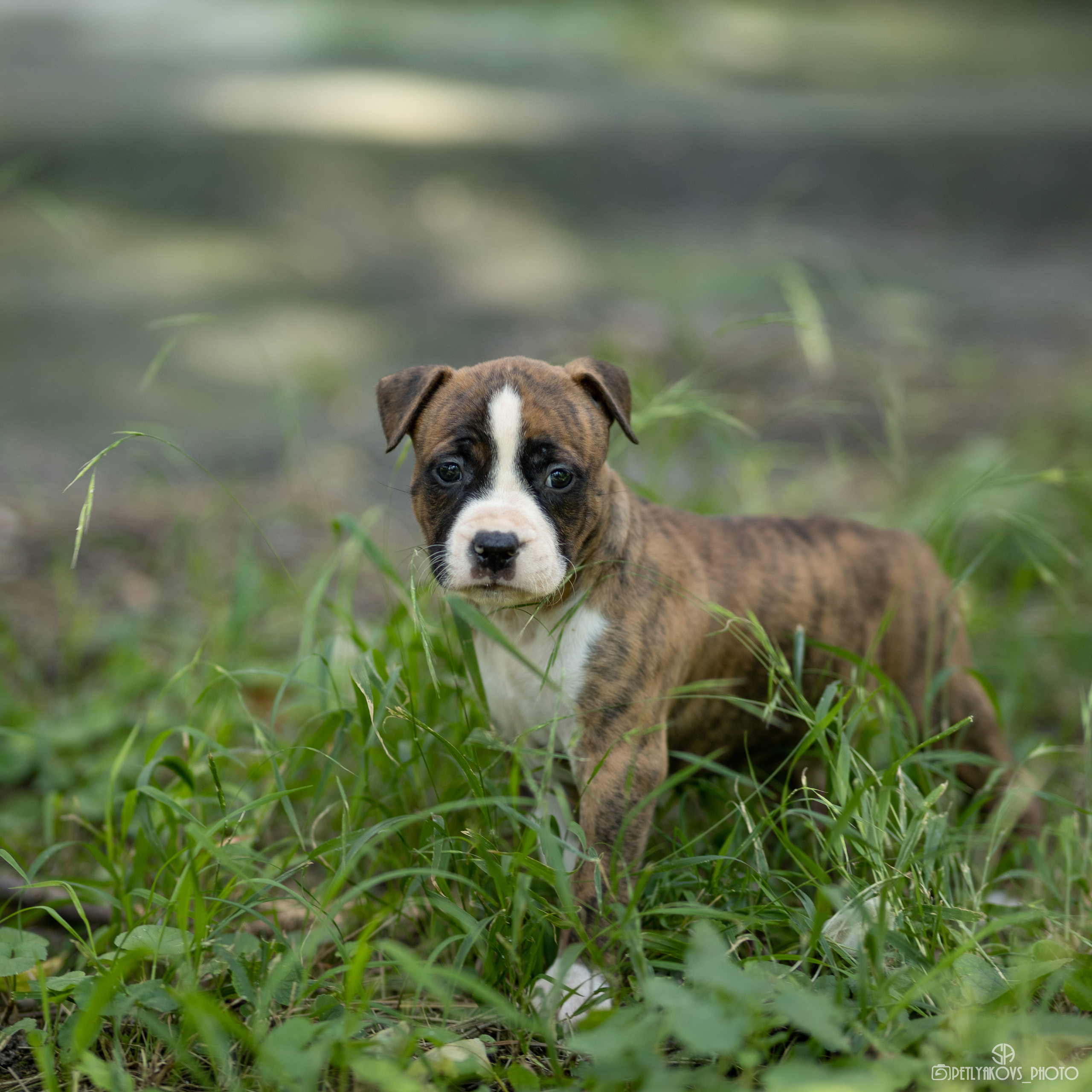 Фотосессия для заводчика Юлии Арловой. Фотограф, видеограф Пятигорск, Ставрополь, Ессентуки, Petlyakovs_photo