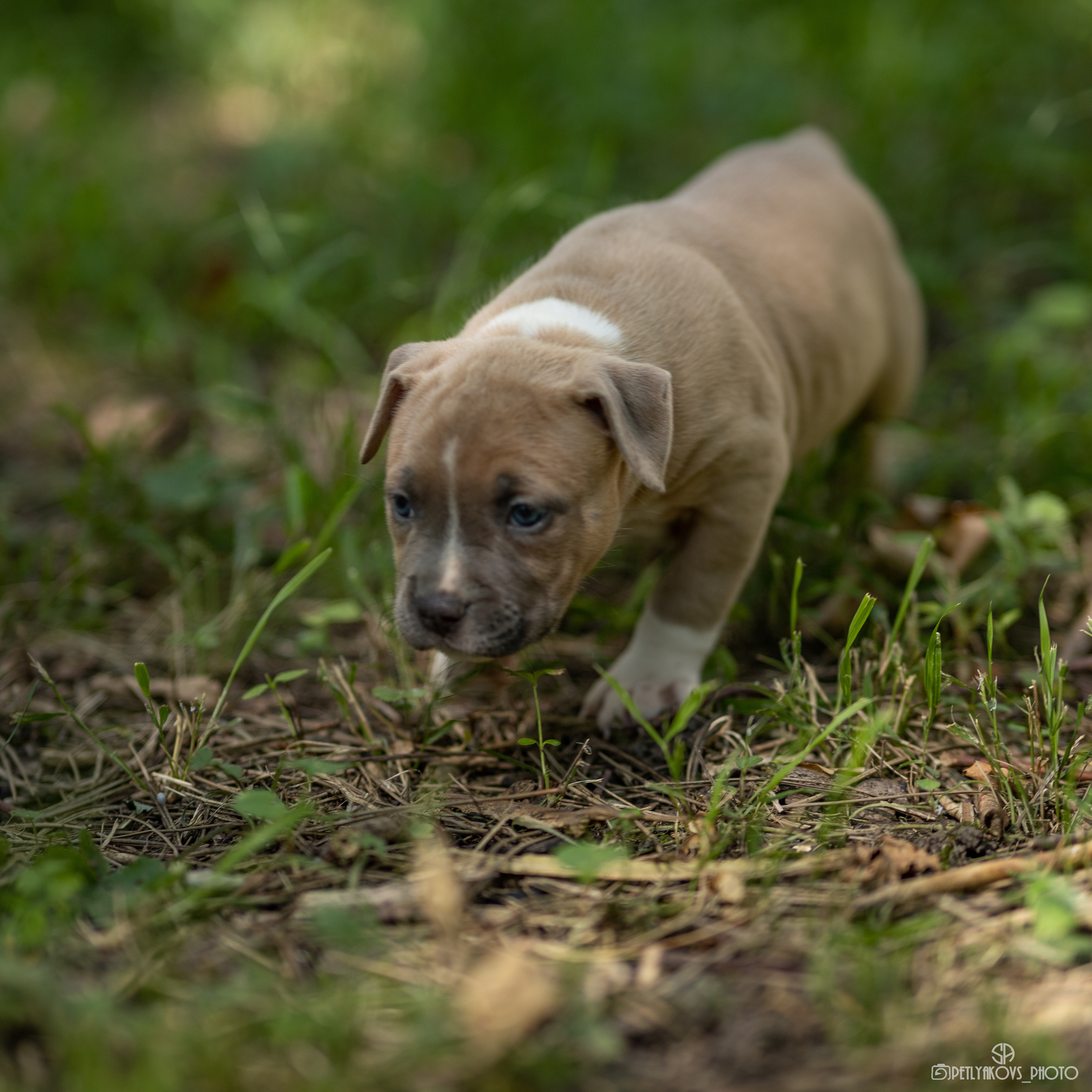 Фотосессия для заводчика Юлии Арловой. Фотограф, видеограф Пятигорск, Ставрополь, Ессентуки, Petlyakovs_photo