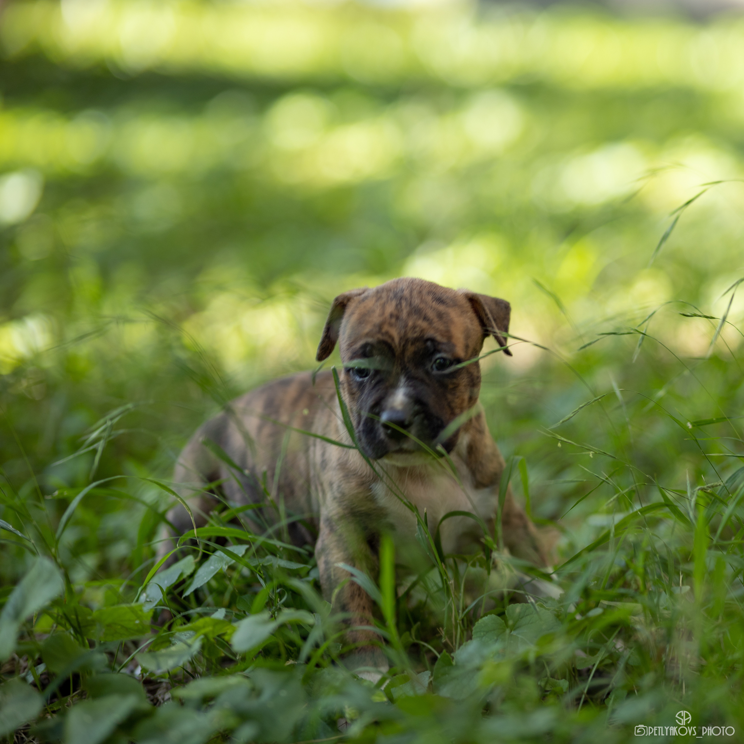 Фотосессия для заводчика Юлии Арловой. Фотограф, видеограф Пятигорск, Ставрополь, Ессентуки, Petlyakovs_photo