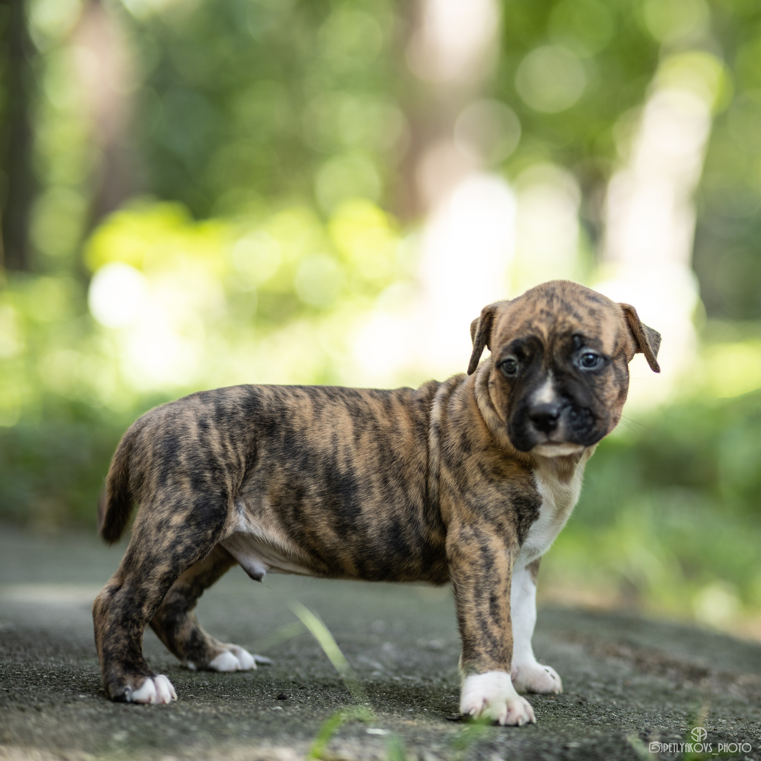 Фотограф собак Минеральные воды