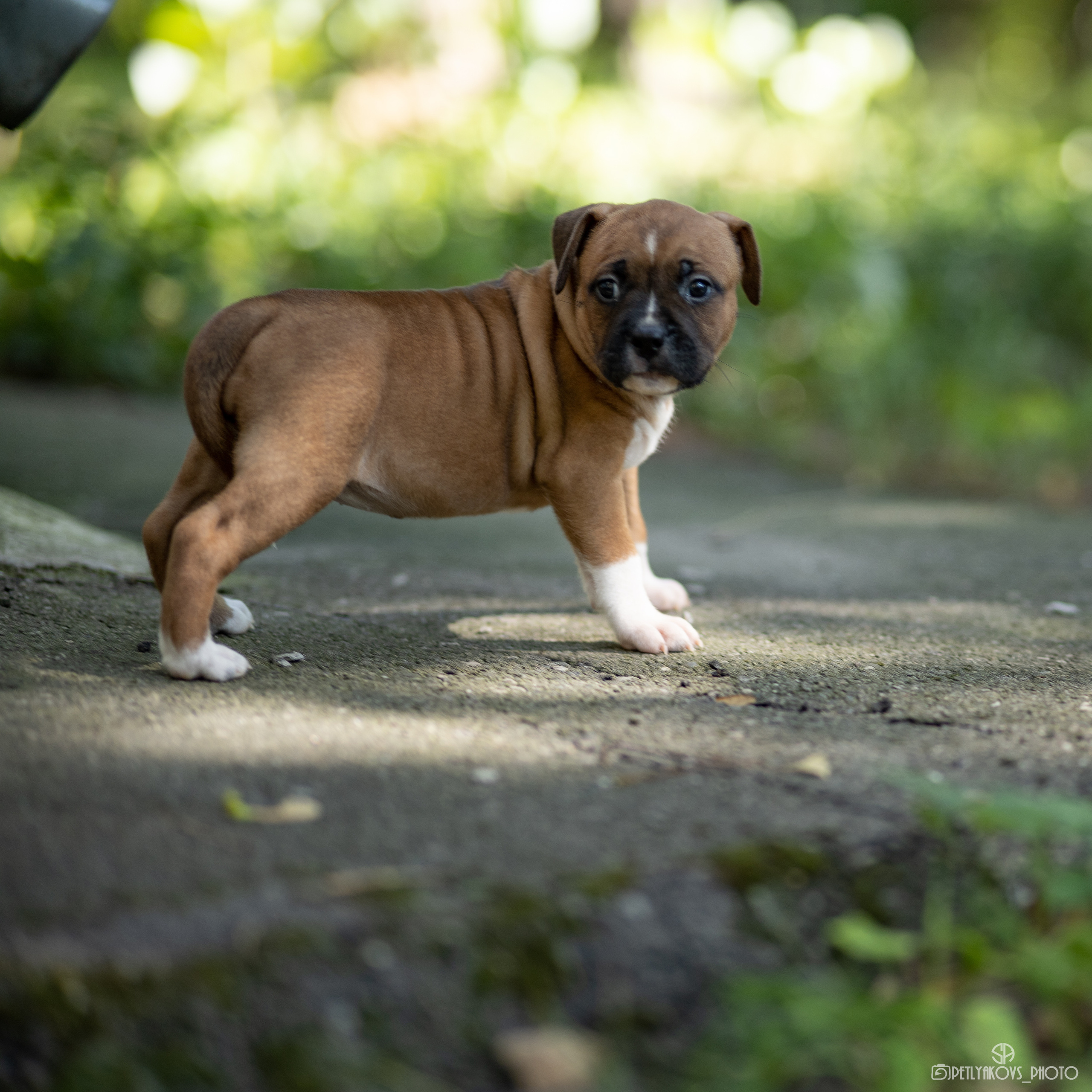 Фотосессия для заводчика Юлии Арловой. Фотограф, видеограф Пятигорск, Ставрополь, Ессентуки, Petlyakovs_photo