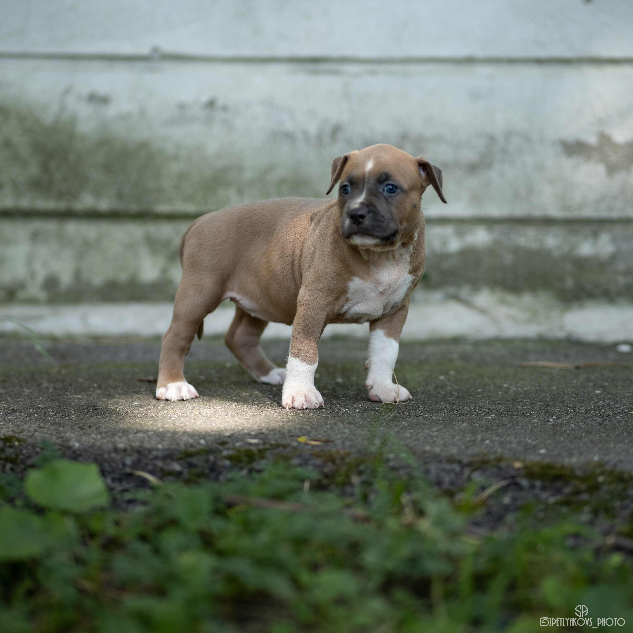 Фотосессия для заводчика Юлии Арловой. Фотограф, видеограф Пятигорск, Ставрополь, Ессентуки, Petlyakovs_photo