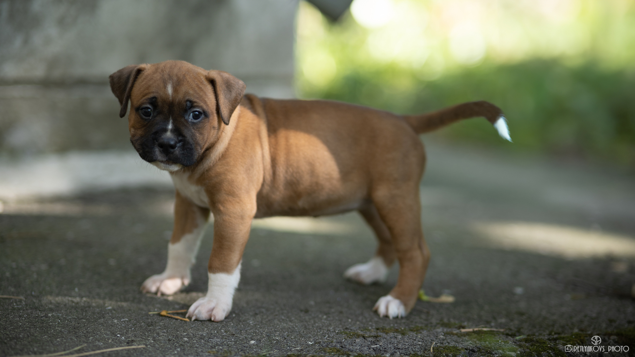 Фотосессия для заводчика Юлии Арловой. Фотограф, видеограф Пятигорск, Ставрополь, Ессентуки, Petlyakovs_photo