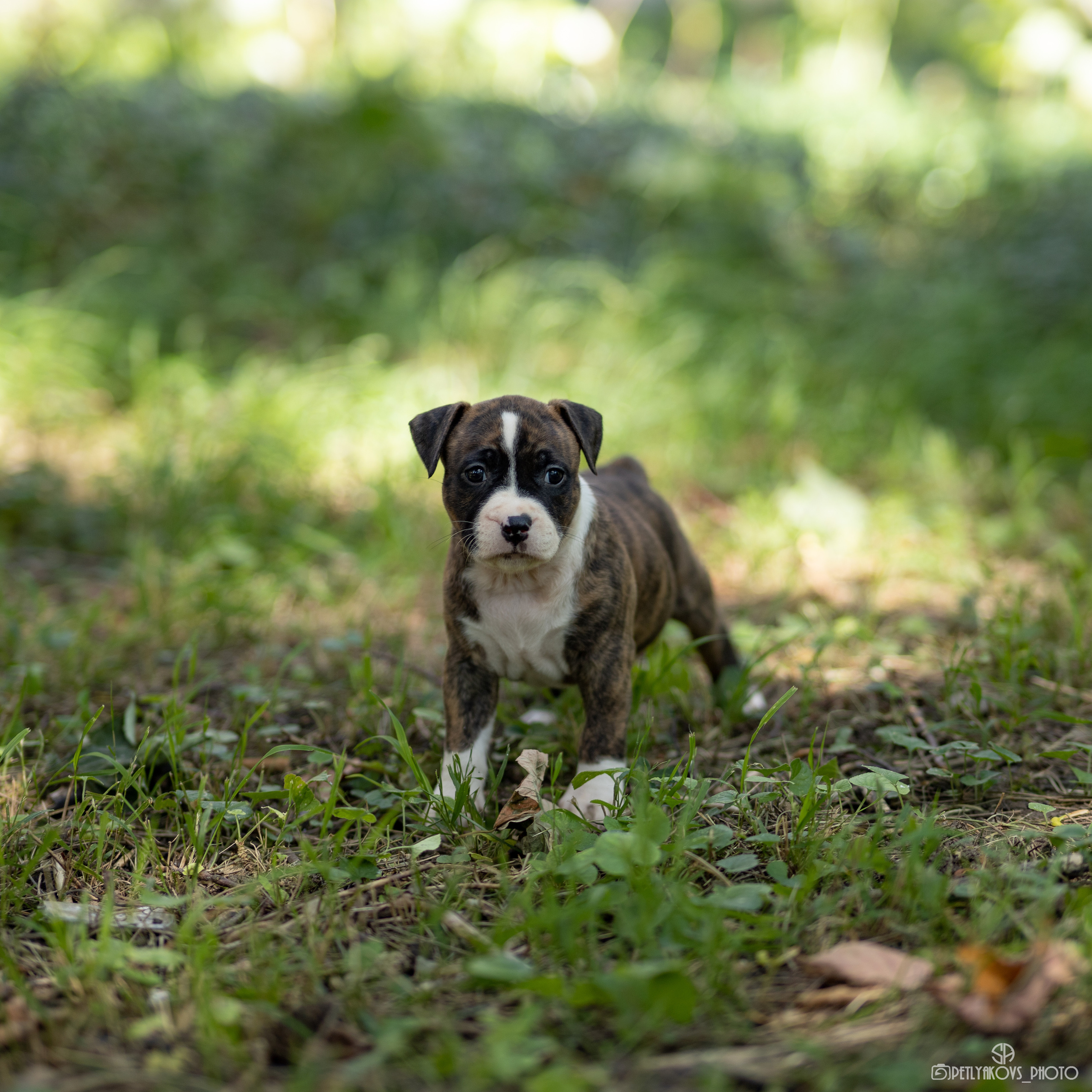 Фотосессия для заводчика Юлии Арловой. Фотограф, видеограф Пятигорск, Ставрополь, Ессентуки, Petlyakovs_photo
