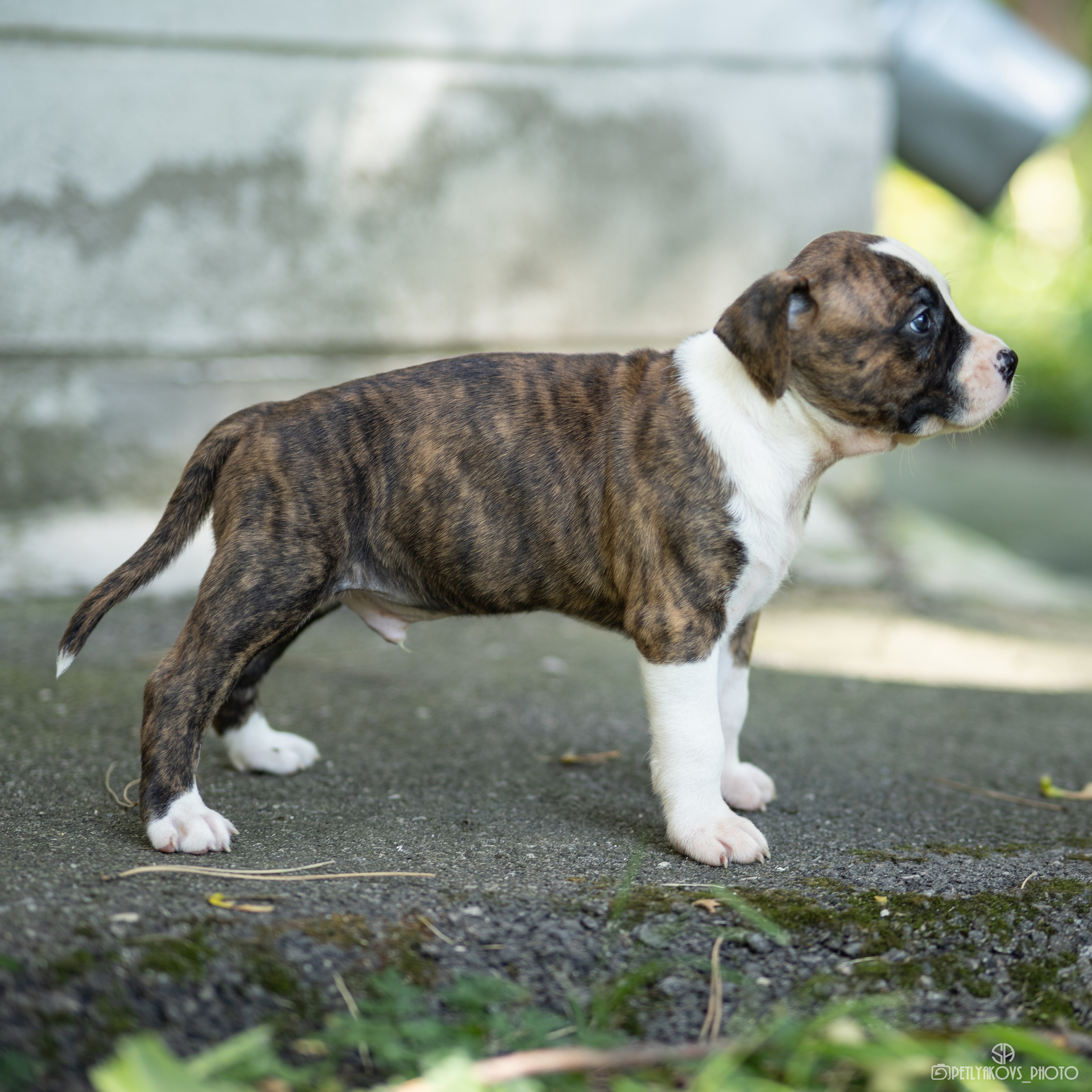 Фотосессия для заводчика Юлии Арловой. Фотограф, видеограф Пятигорск, Ставрополь, Ессентуки, Petlyakovs_photo