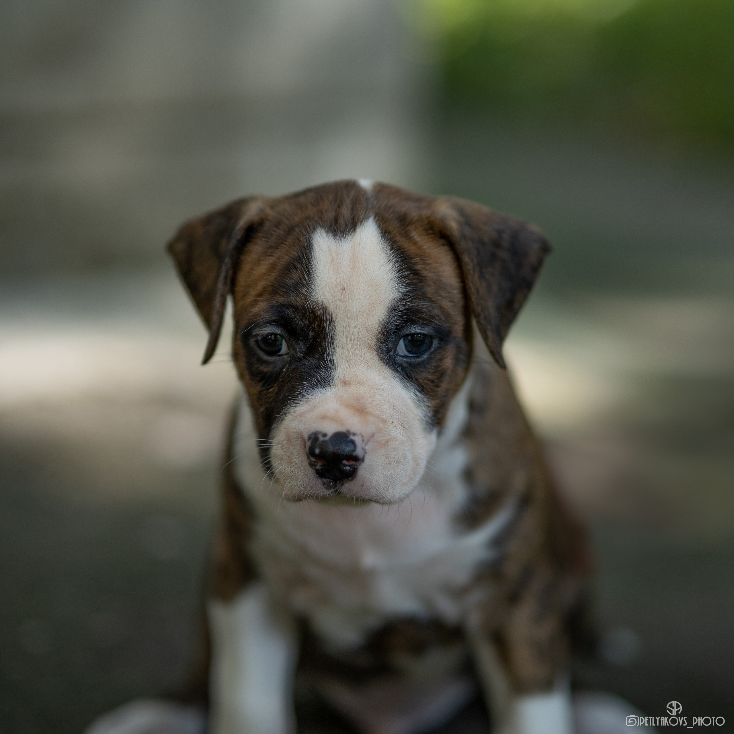 Фотосессия для заводчика Юлии Арловой. Фотограф, видеограф Пятигорск, Ставрополь, Ессентуки, Petlyakovs_photo