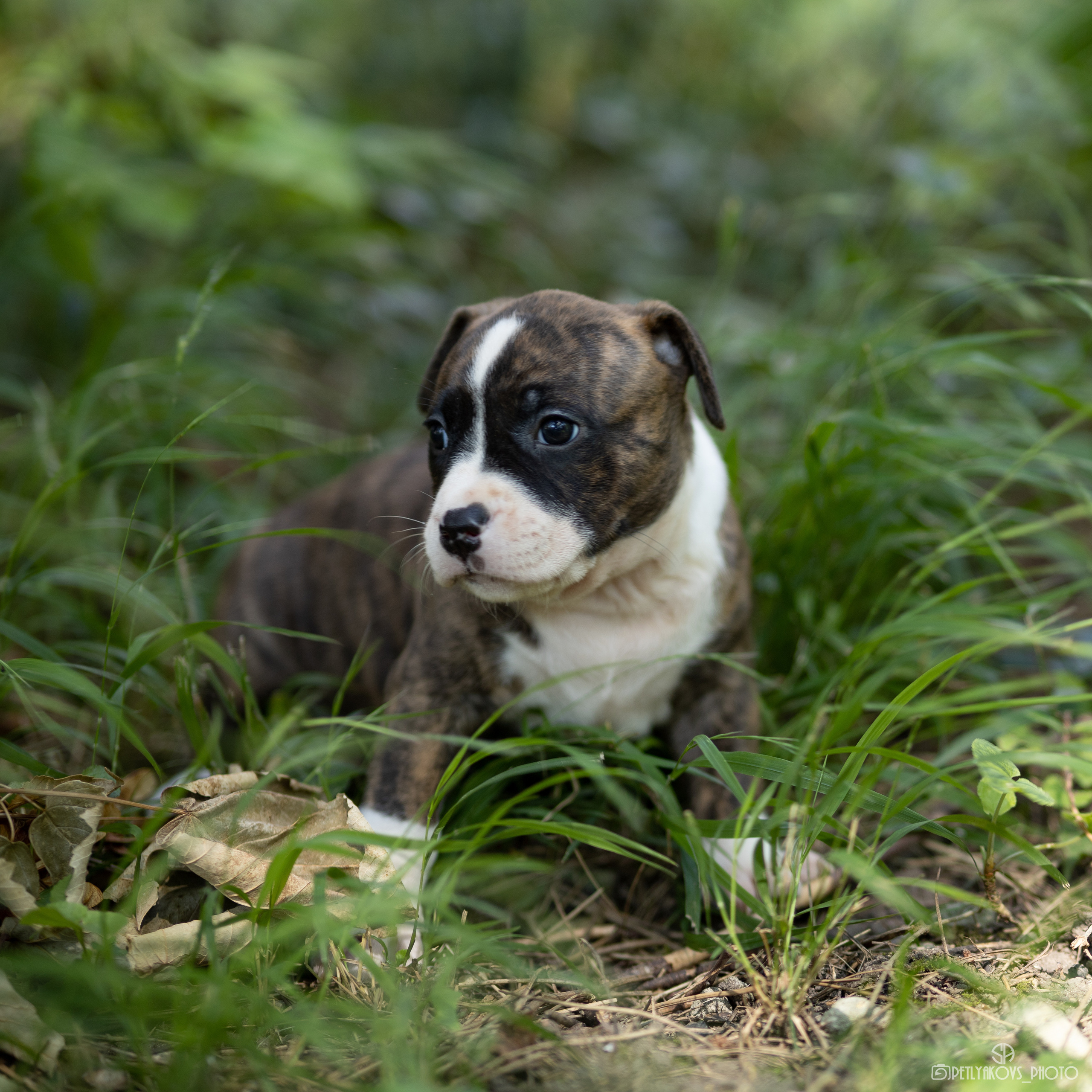 Фотосессия для заводчика Юлии Арловой. Фотограф, видеограф Пятигорск, Ставрополь, Ессентуки, Petlyakovs_photo