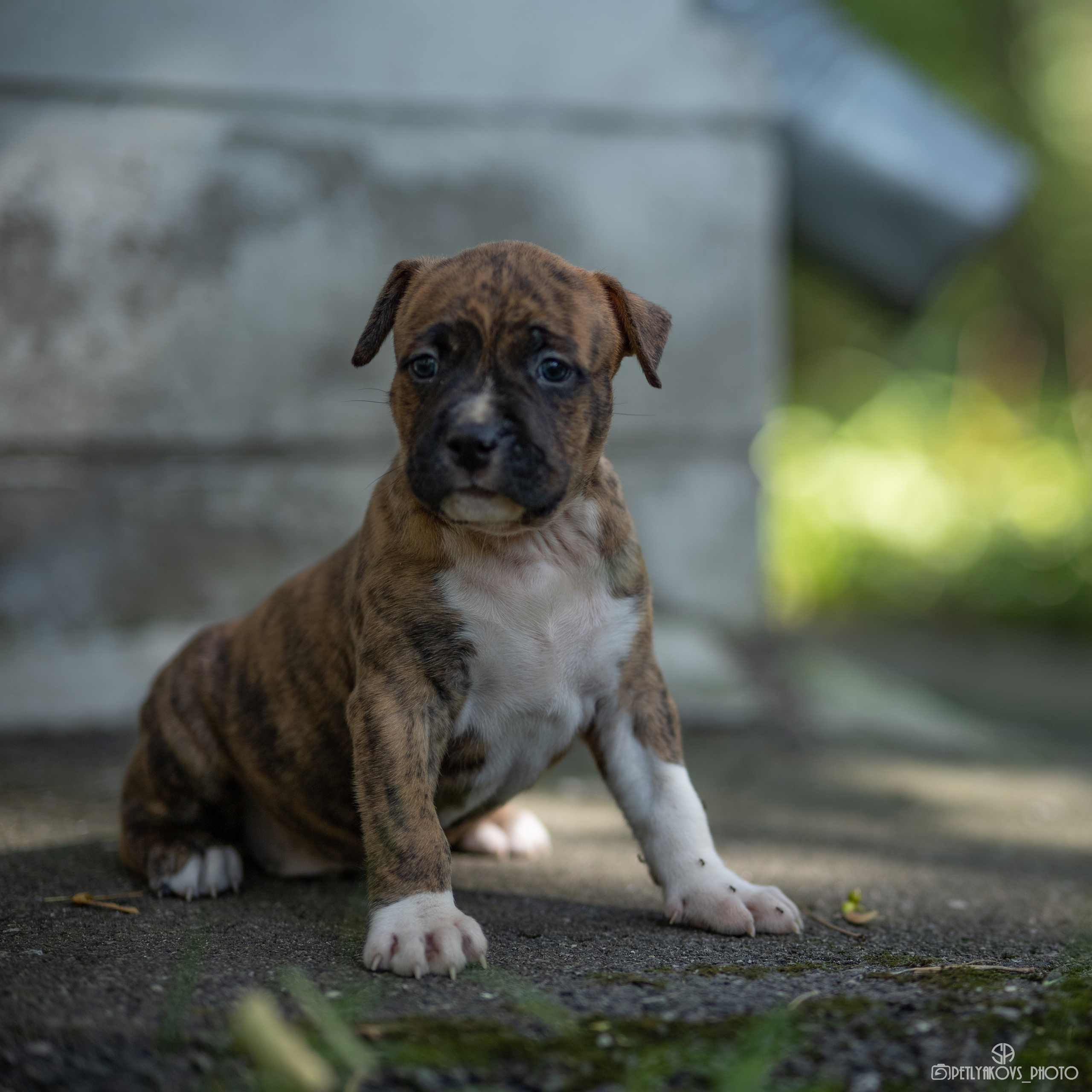 Фотосессия для заводчика Юлии Арловой. Фотограф, видеограф Пятигорск, Ставрополь, Ессентуки, Petlyakovs_photo