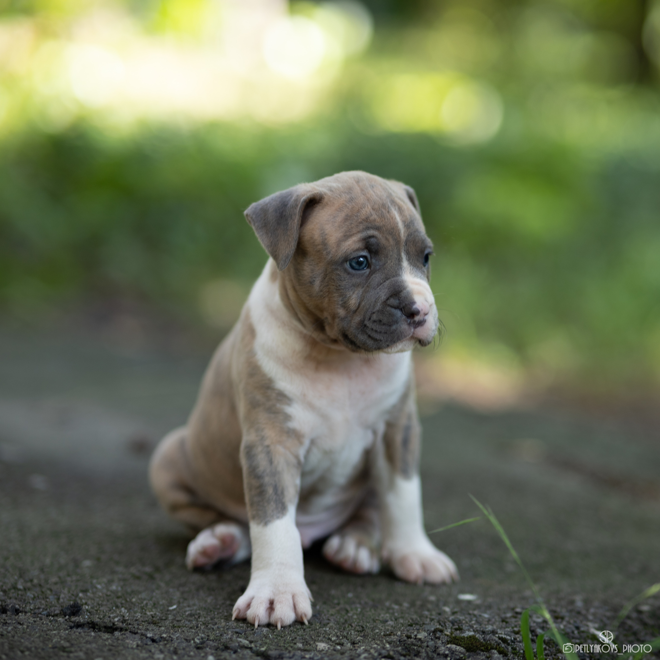 Фотограф собак Кисловодск