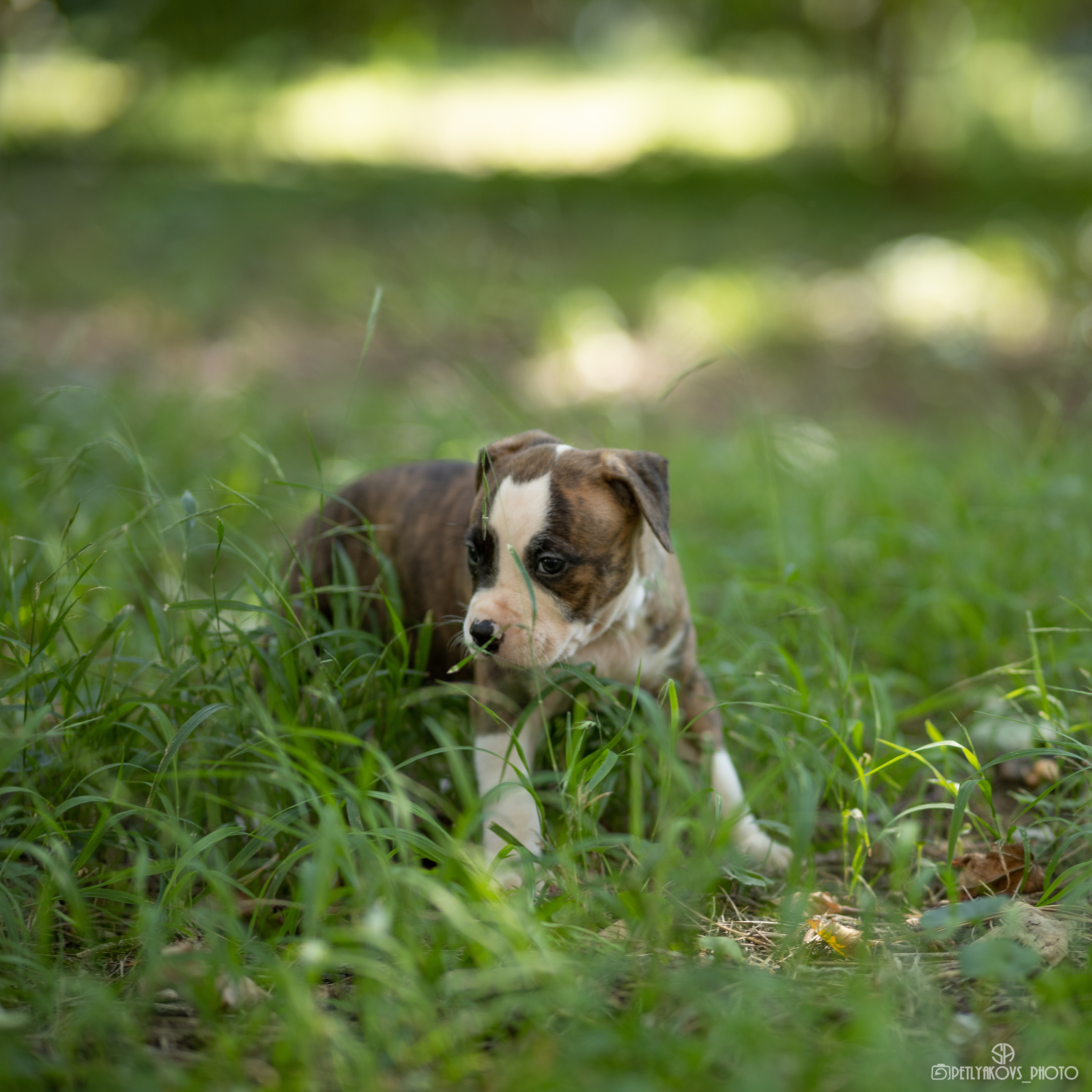Фотосессия для заводчика Юлии Арловой. Фотограф, видеограф Пятигорск, Ставрополь, Ессентуки, Petlyakovs_photo