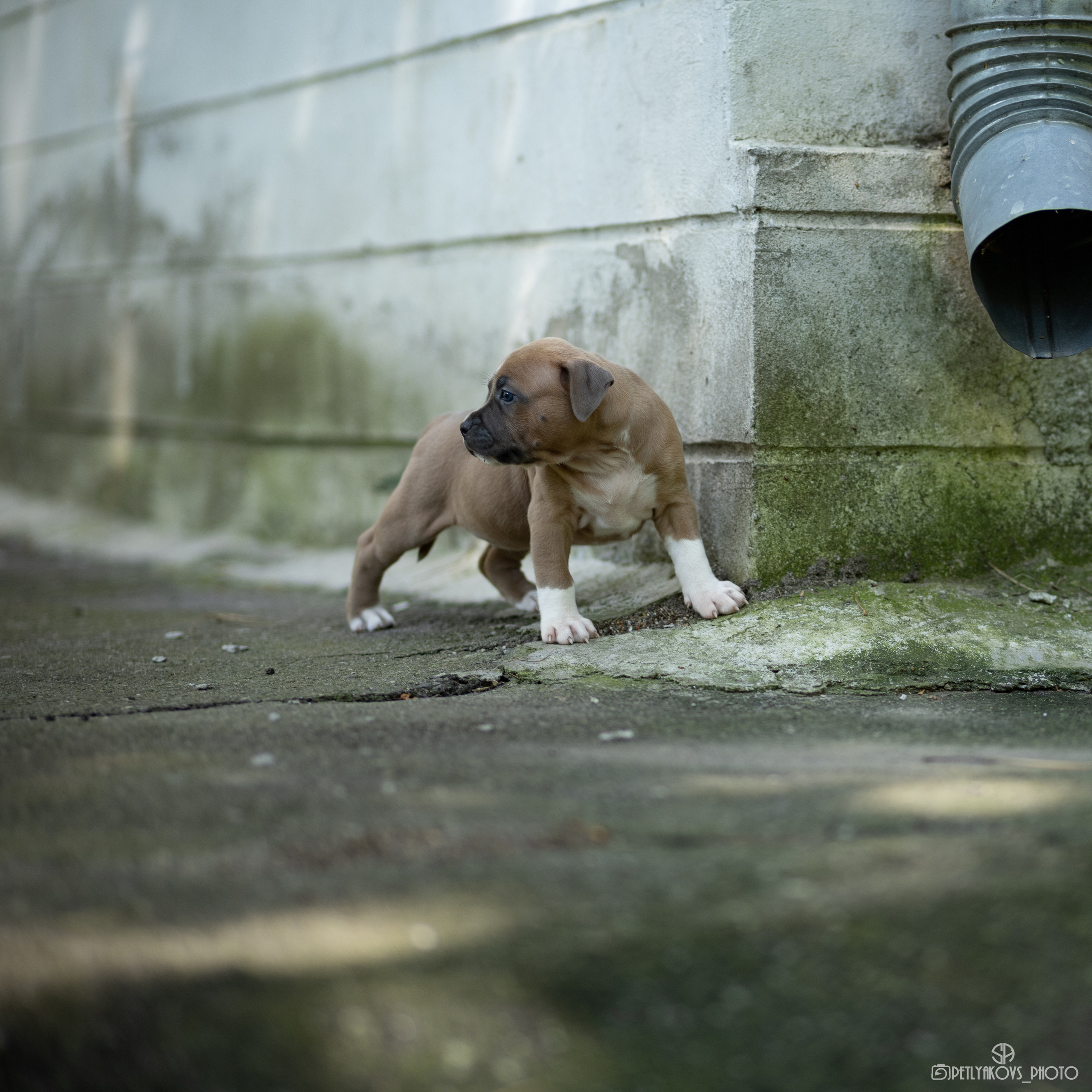 Фотосессия для собак Железноводск